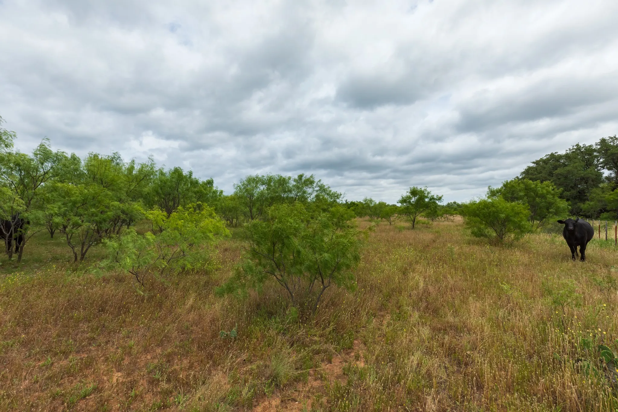 Unimproved Land For Sale in Callahan County , TBD CR 255, Oplin, Texas 79510, 0, 0, Garage spaces, 0 Sqft, built in 0, Price $312,000, mls#21313037, Real Estate Agent in Oplin, Homes For Sale in Callahan county, Homes For Sale in Oplin, Realtor in Oplin Texas, Real Estate Brokerage Independent Realty Texas, Luminita Cordes Realtor