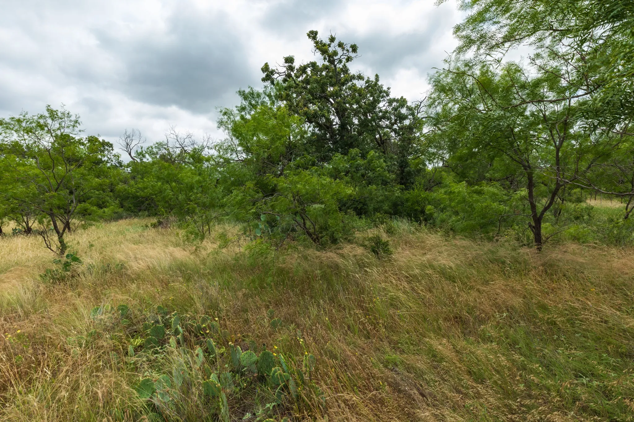 Unimproved Land For Sale in Callahan County , TBD CR 255, Oplin, Texas 79510, 0, 0, Garage spaces, 0 Sqft, built in 0, Price $312,000, mls#21313037, Real Estate Agent in Oplin, Homes For Sale in Callahan county, Homes For Sale in Oplin, Realtor in Oplin Texas, Real Estate Brokerage Independent Realty Texas, Luminita Cordes Realtor