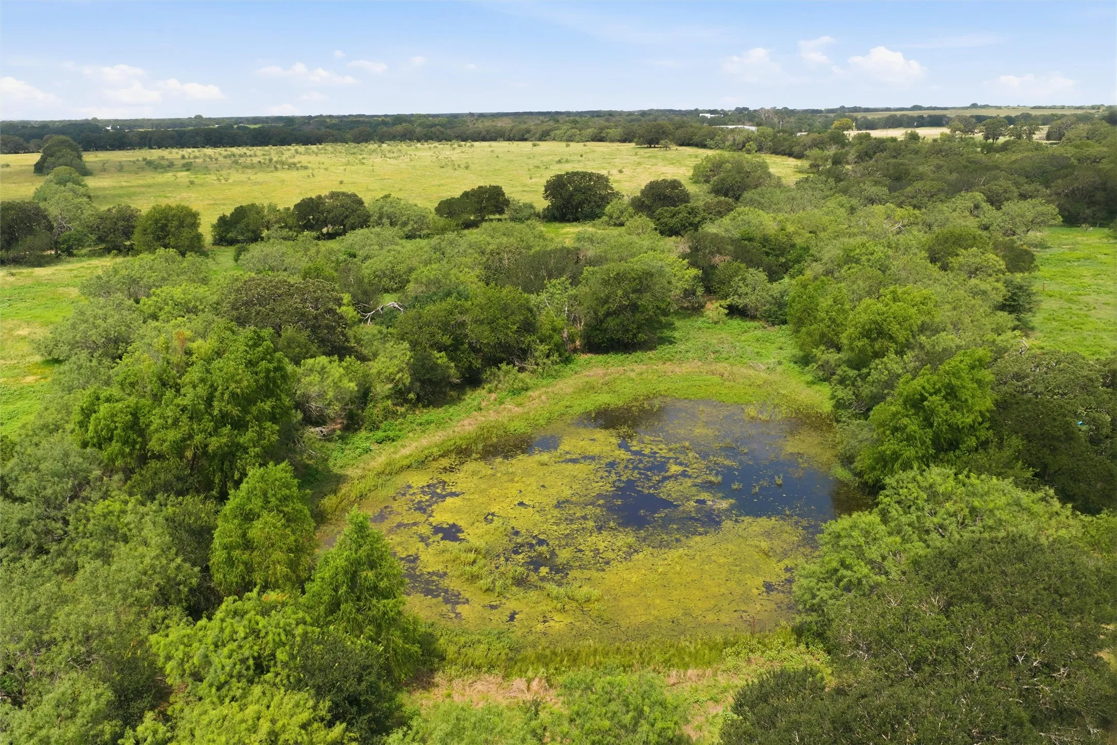 Pond feature surrounded by mature trees and natural vegetation