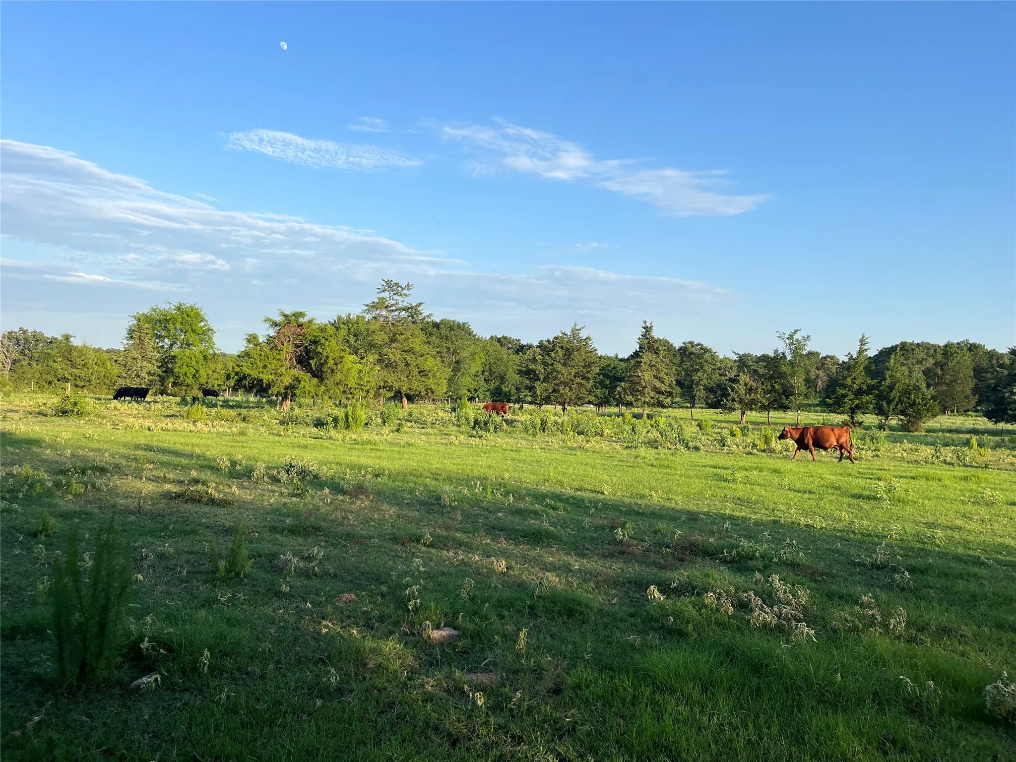 Unimproved Land For Sale in Titus County , TBD CR 4260, Mt Pleasant, Texas 75455, 0, 0, Garage spaces, 0 Sqft, built in 1965, mls#21313584, Real Estate Agent in Mt Pleasant, Homes For Sale in Titus county, Homes For Sale in Mt Pleasant, Realtor in Mt Pleasant Texas, Real Estate Brokerage Independent Realty Texas, Luminita Cordes Realtor