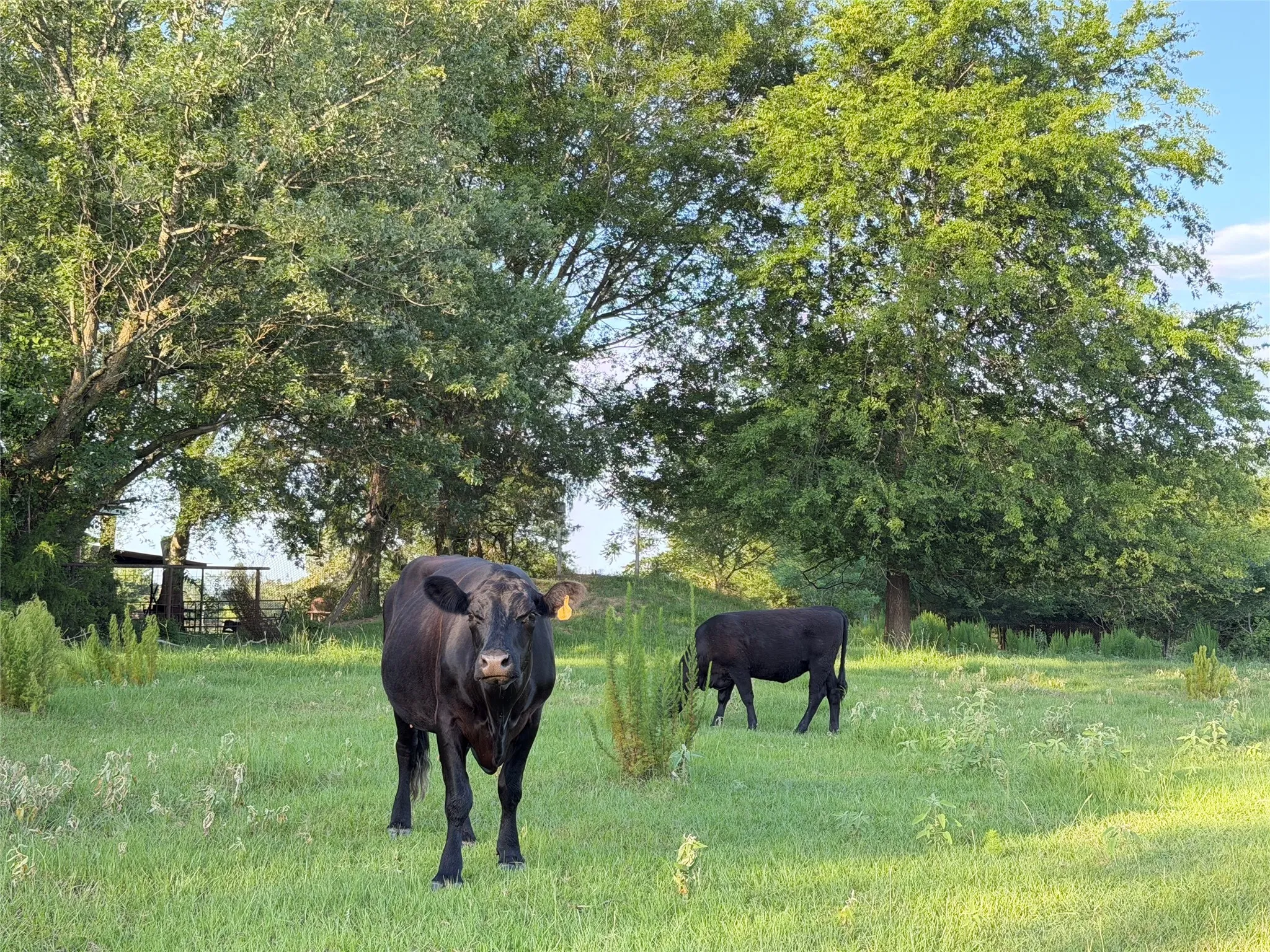 Unimproved Land For Sale in Titus County , TBD CR 4260, Mt Pleasant, Texas 75455, 0, 0, Garage spaces, 0 Sqft, built in 1965, mls#21313584, Real Estate Agent in Mt Pleasant, Homes For Sale in Titus county, Homes For Sale in Mt Pleasant, Realtor in Mt Pleasant Texas, Real Estate Brokerage Independent Realty Texas, Luminita Cordes Realtor