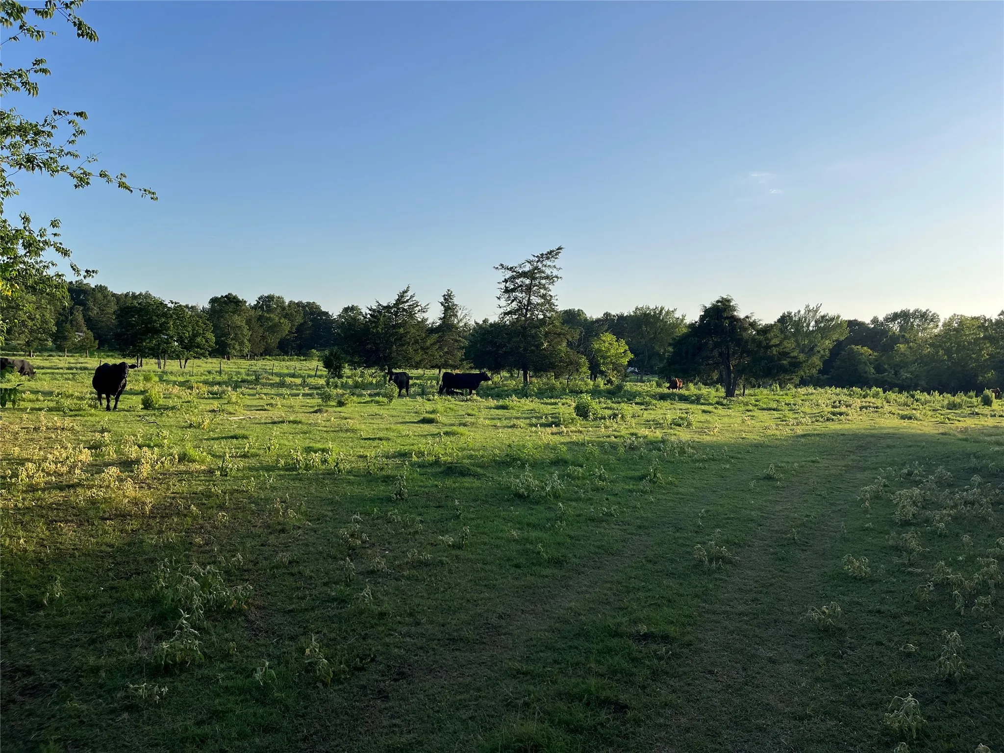 Unimproved Land For Sale in Titus County , TBD CR 4260, Mt Pleasant, Texas 75455, 0, 0, Garage spaces, 0 Sqft, built in 1965, mls#21313584, Real Estate Agent in Mt Pleasant, Homes For Sale in Titus county, Homes For Sale in Mt Pleasant, Realtor in Mt Pleasant Texas, Real Estate Brokerage Independent Realty Texas, Luminita Cordes Realtor