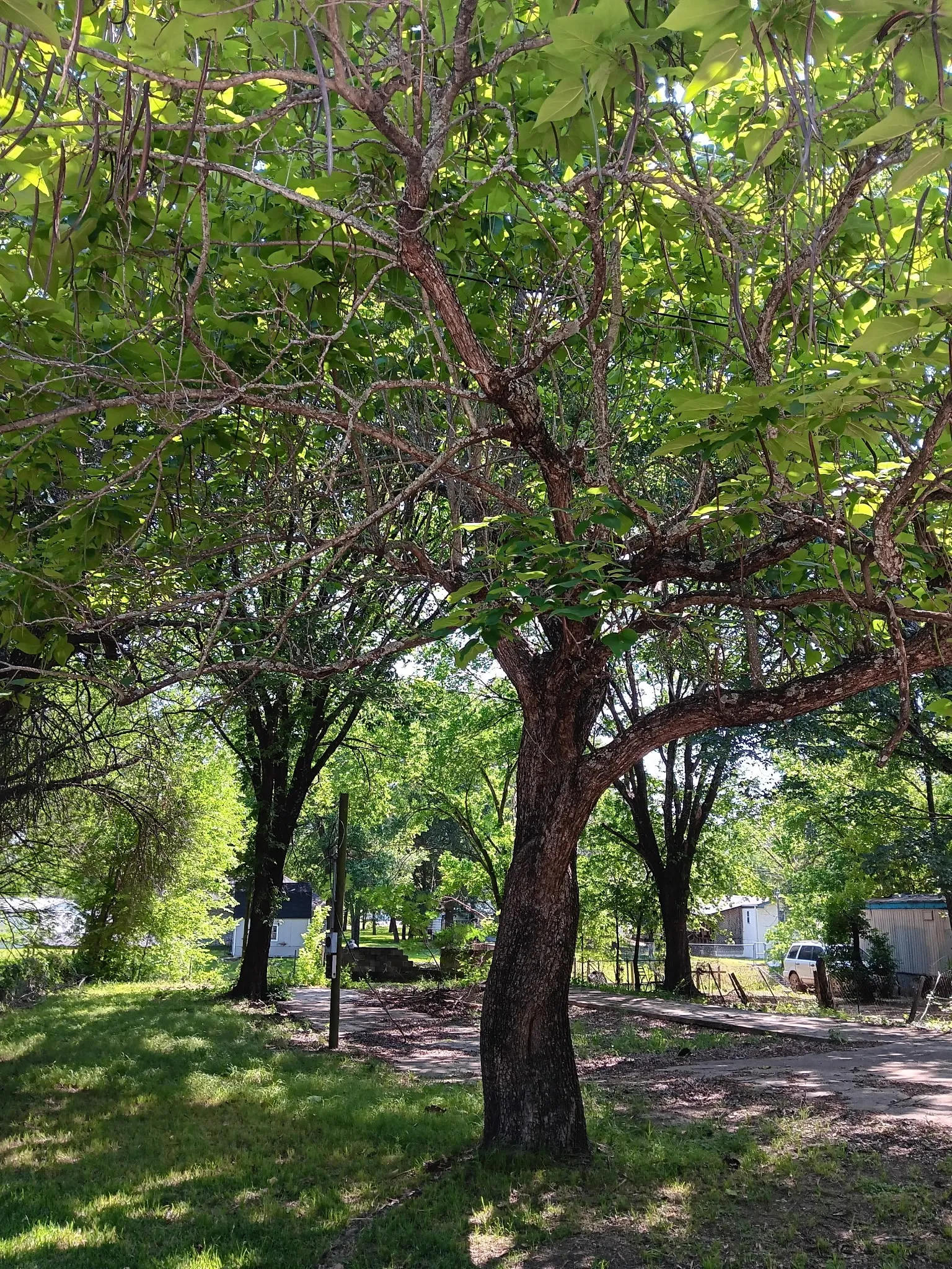 Mature trees provide ample shade over a grassy lot