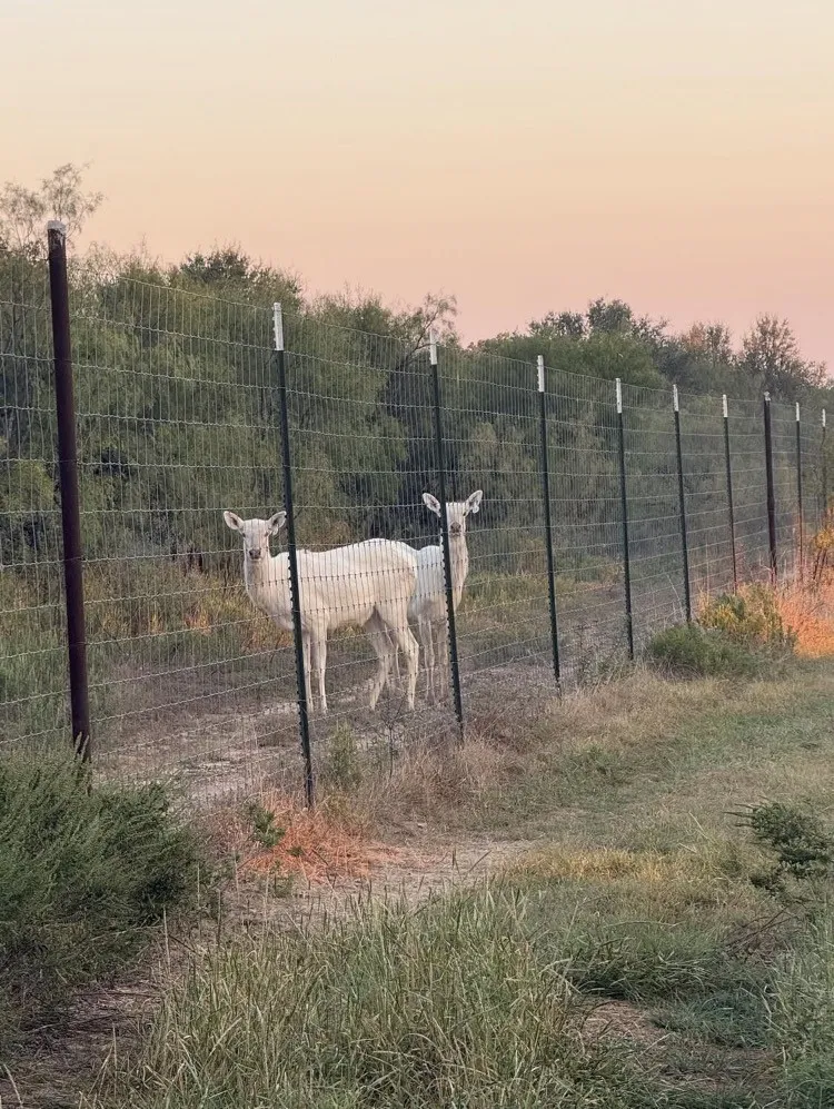 Farm For Sale in Comanche County , 2046 County Rd 103, Comanche, Texas 76442, 3 Bedroom, 2 Bathroom, Garage spaces, 1,475 Sqft, built in 2024, mls#21313630, Real Estate Agent in Comanche, Homes For Sale in Comanche county, Homes For Sale in Comanche, Realtor in Comanche Texas, Real Estate Brokerage Independent Realty Texas, Luminita Cordes Realtor