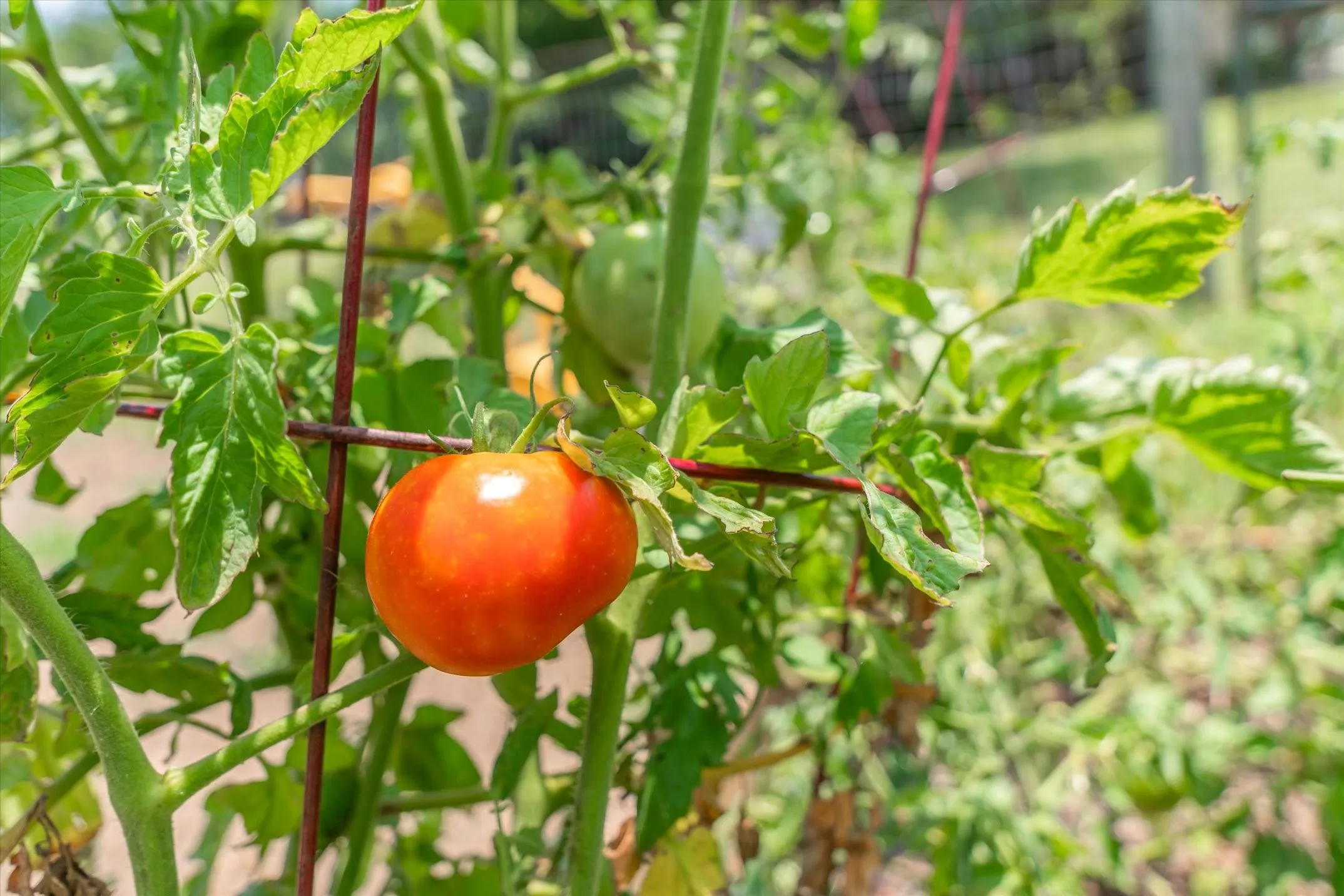 From the garden