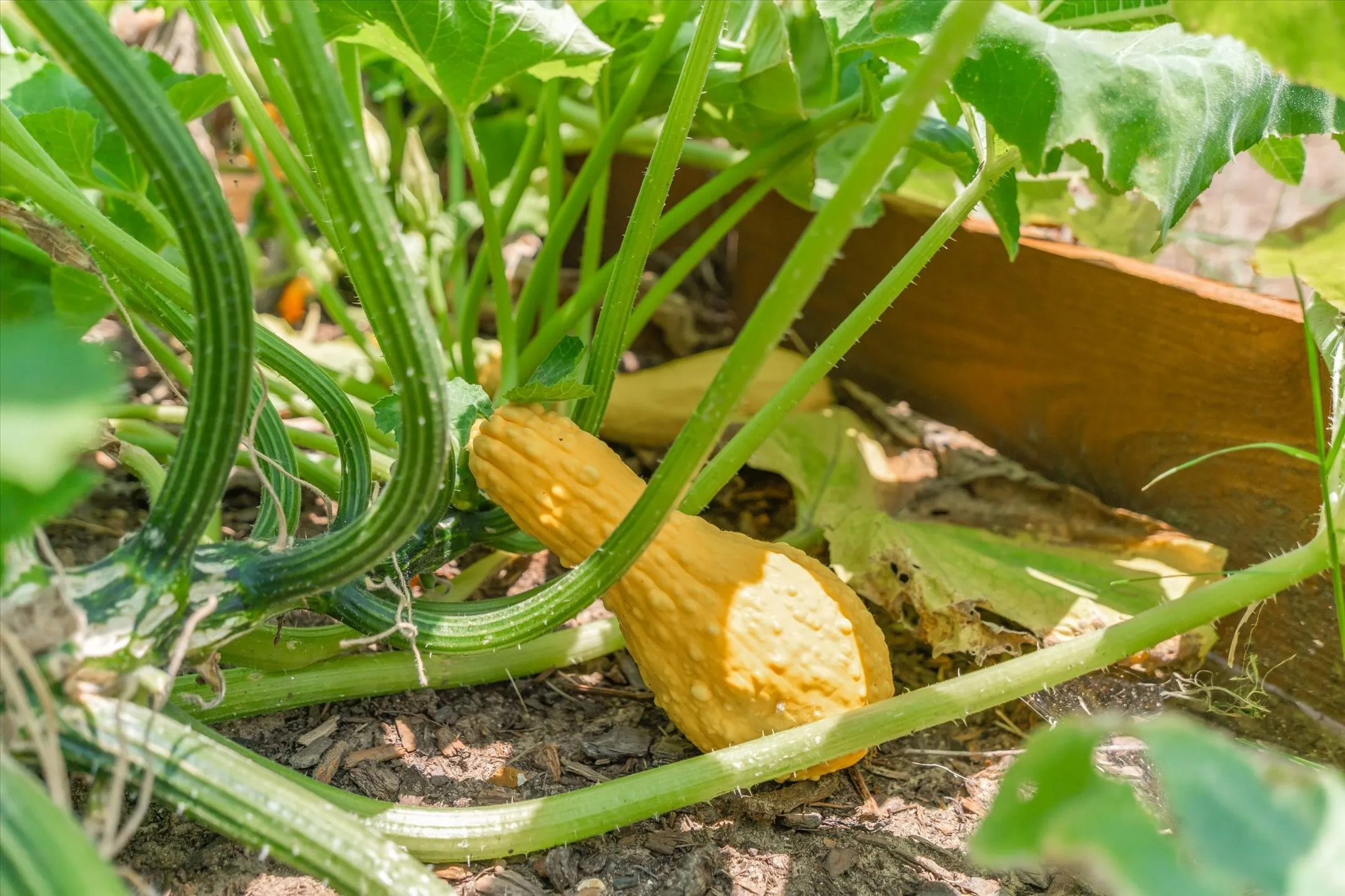 From the garden