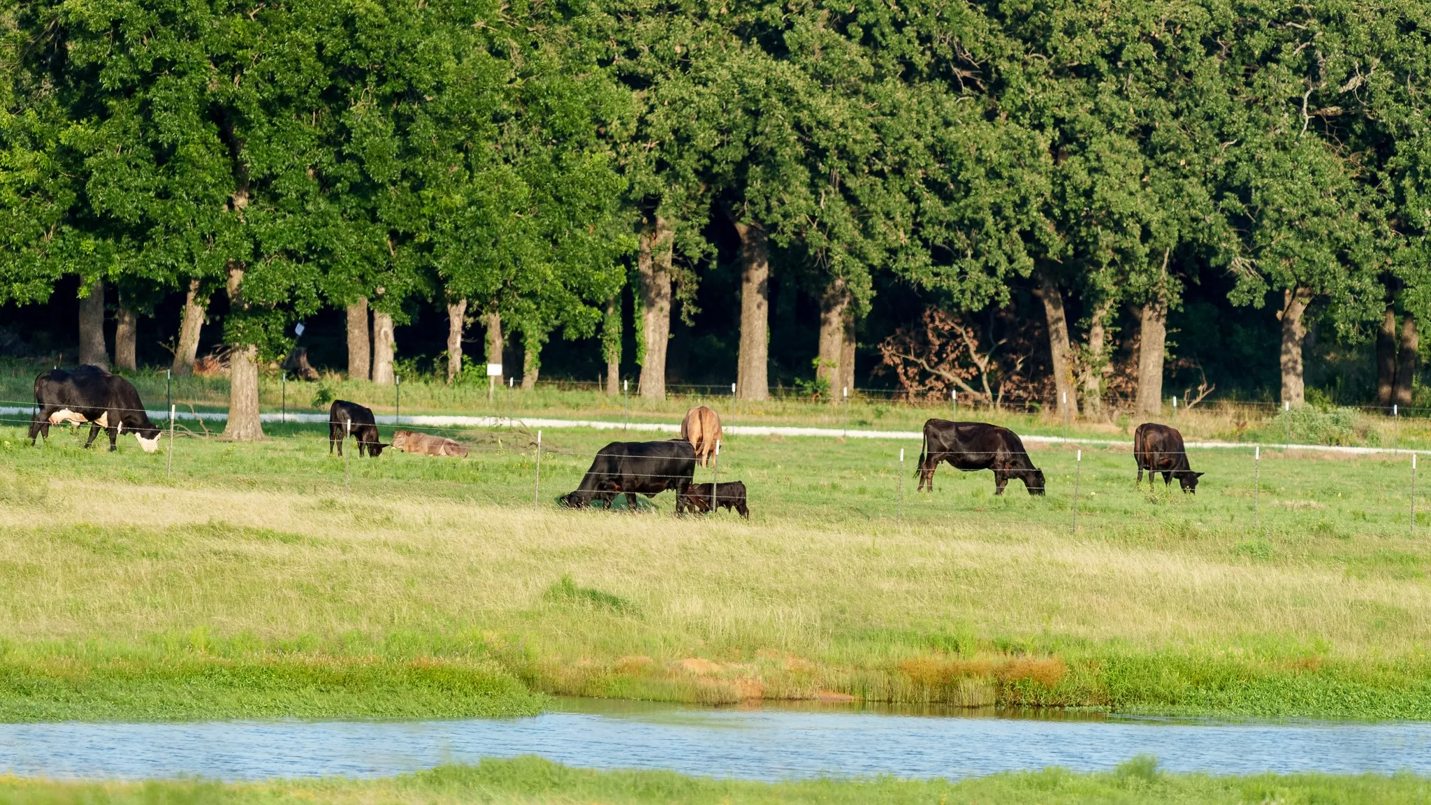 Ranch For Sale in Grayson County , 400 Smith Ranch Road, Collinsville, Texas 76233, 0, 0, Garage spaces, 0 Sqft, built in 0, mls#21313773, Real Estate Agent in Collinsville, Homes For Sale in Grayson county, Homes For Sale in Collinsville, Realtor in Collinsville Texas, Real Estate Brokerage Independent Realty Texas, Luminita Cordes Realtor