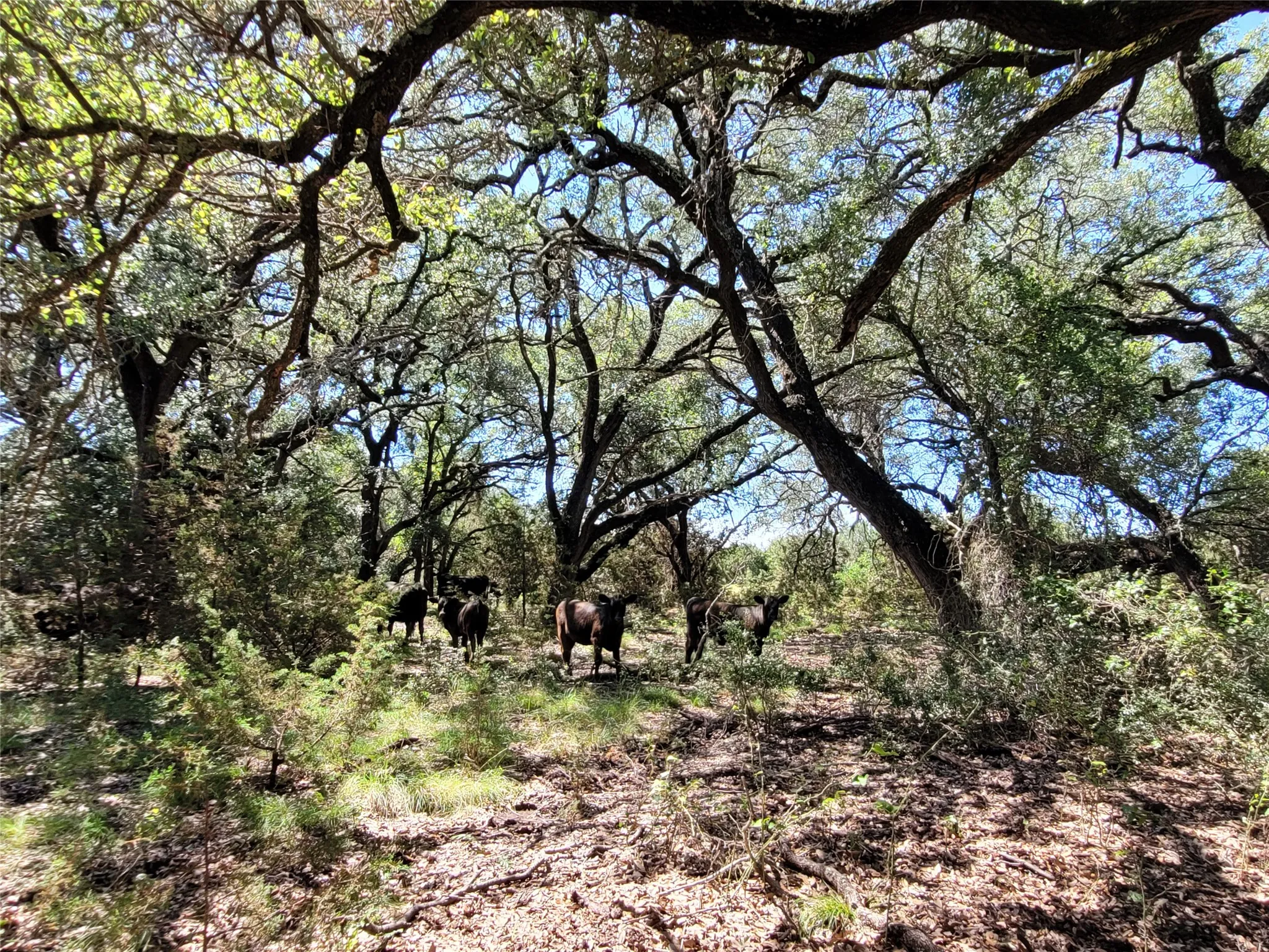 Ranch For Sale in Lampasas County , TBD County Road 1139 575 Acres, Lampasas, Texas 76550, 0, 0, Garage spaces, 0 Sqft, built in 0, mls#21314088, Real Estate Agent in Lampasas, Homes For Sale in Lampasas county, Homes For Sale in Lampasas, Realtor in Lampasas Texas, Real Estate Brokerage Independent Realty Texas, Luminita Cordes Realtor
