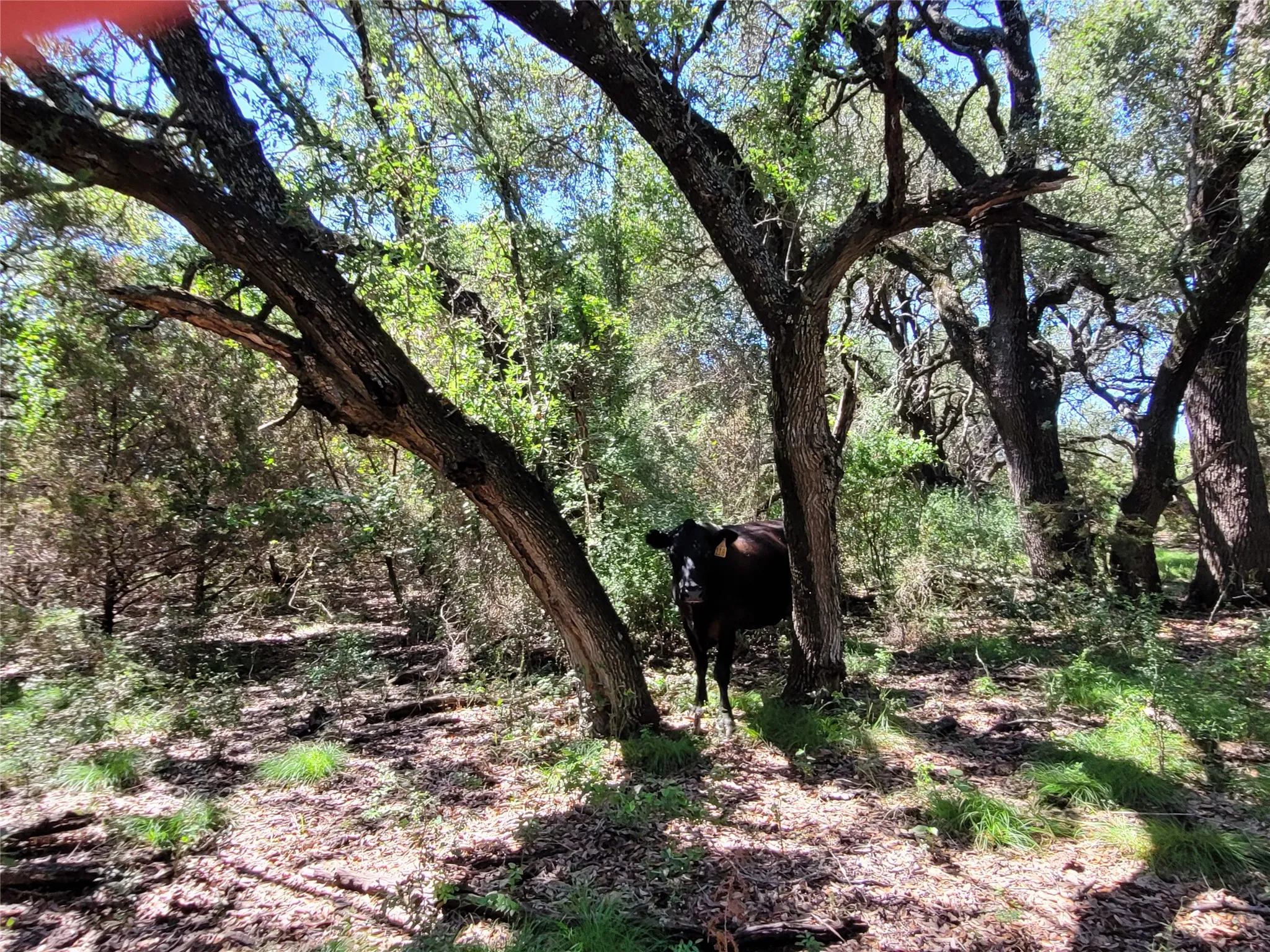 Ranch For Sale in Lampasas County , TBD County Road 1139 575 Acres, Lampasas, Texas 76550, 0, 0, Garage spaces, 0 Sqft, built in 0, mls#21314088, Real Estate Agent in Lampasas, Homes For Sale in Lampasas county, Homes For Sale in Lampasas, Realtor in Lampasas Texas, Real Estate Brokerage Independent Realty Texas, Luminita Cordes Realtor