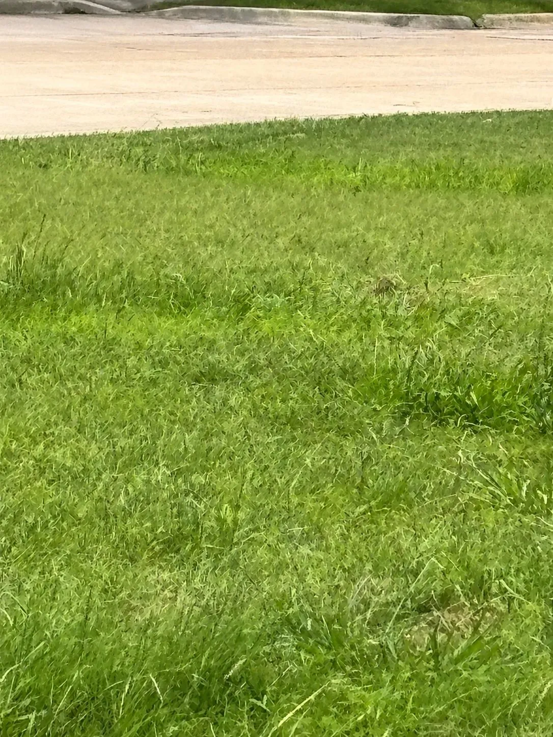 Unimproved Land For Sale in Dallas County , 575 Broadway, Garland, Texas 75043, 0, 0, Garage spaces, 0 Sqft, built in 0, mls#21314248, Real Estate Agent in Garland, Homes For Sale in Dallas county, Homes For Sale in Garland, Realtor in Garland Texas, Real Estate Brokerage Independent Realty Texas, Luminita Cordes Realtor