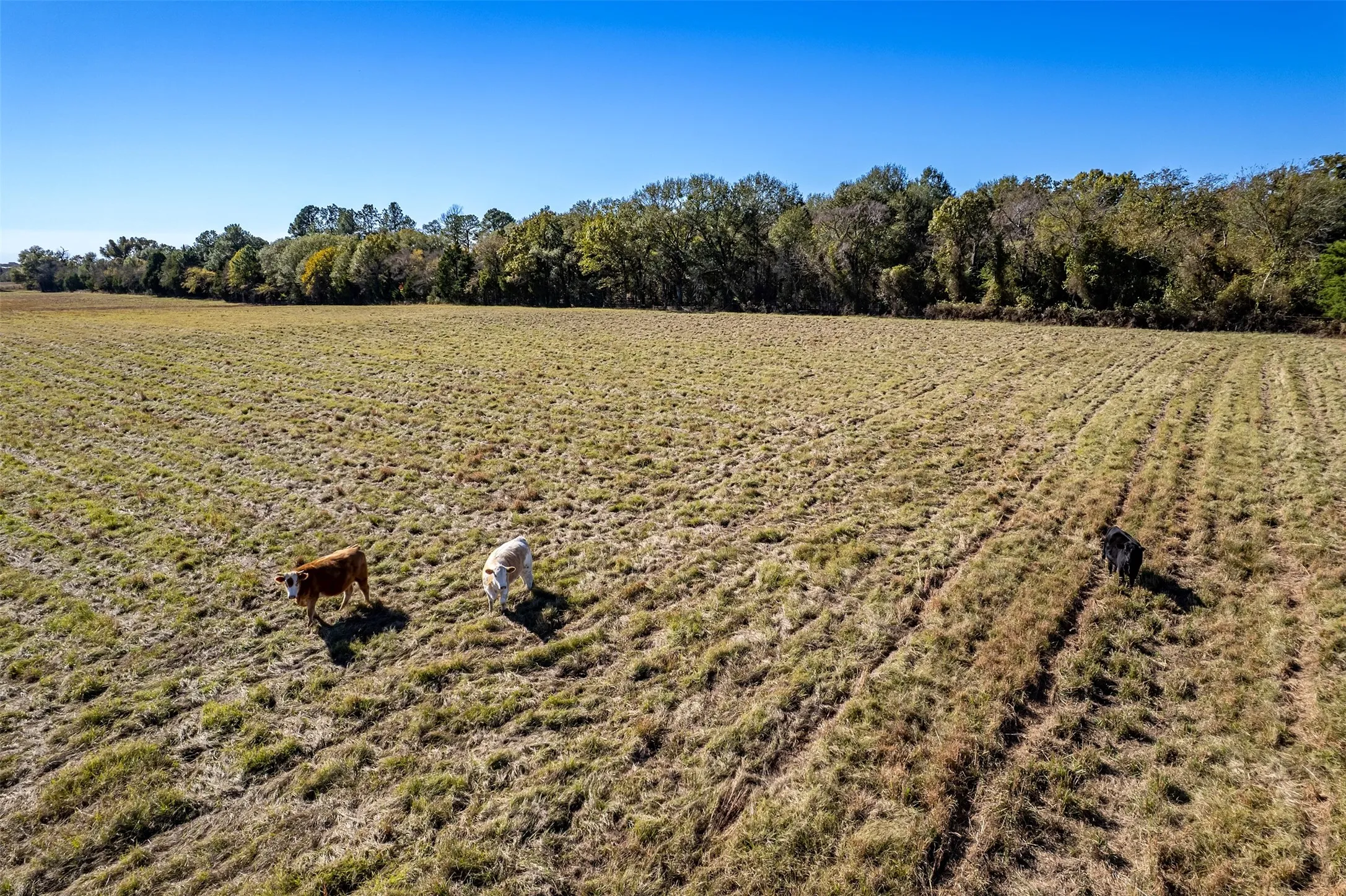 Unimproved Land For Sale in Van Zandt County , 000 FM 1504, Wills Point, Texas 75169, 0, 0, Garage spaces, 0 Sqft, built in 0, mls#21314307, Real Estate Agent in Wills Point, Homes For Sale in Van Zandt county, Homes For Sale in Wills Point, Realtor in Wills Point Texas, Real Estate Brokerage Independent Realty Texas, Luminita Cordes Realtor