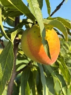 Farm For Sale in Comanche County , 695 County Road 416 Road, Comanche, Texas 76442, 1 Bedroom, 1 Bathroom, Garage spaces, 630 Sqft, built in 2022, mls#21312411, Real Estate Agent in Comanche, Homes For Sale in Comanche county, Homes For Sale in Comanche, Realtor in Comanche Texas, Real Estate Brokerage Independent Realty Texas, Luminita Cordes Realtor