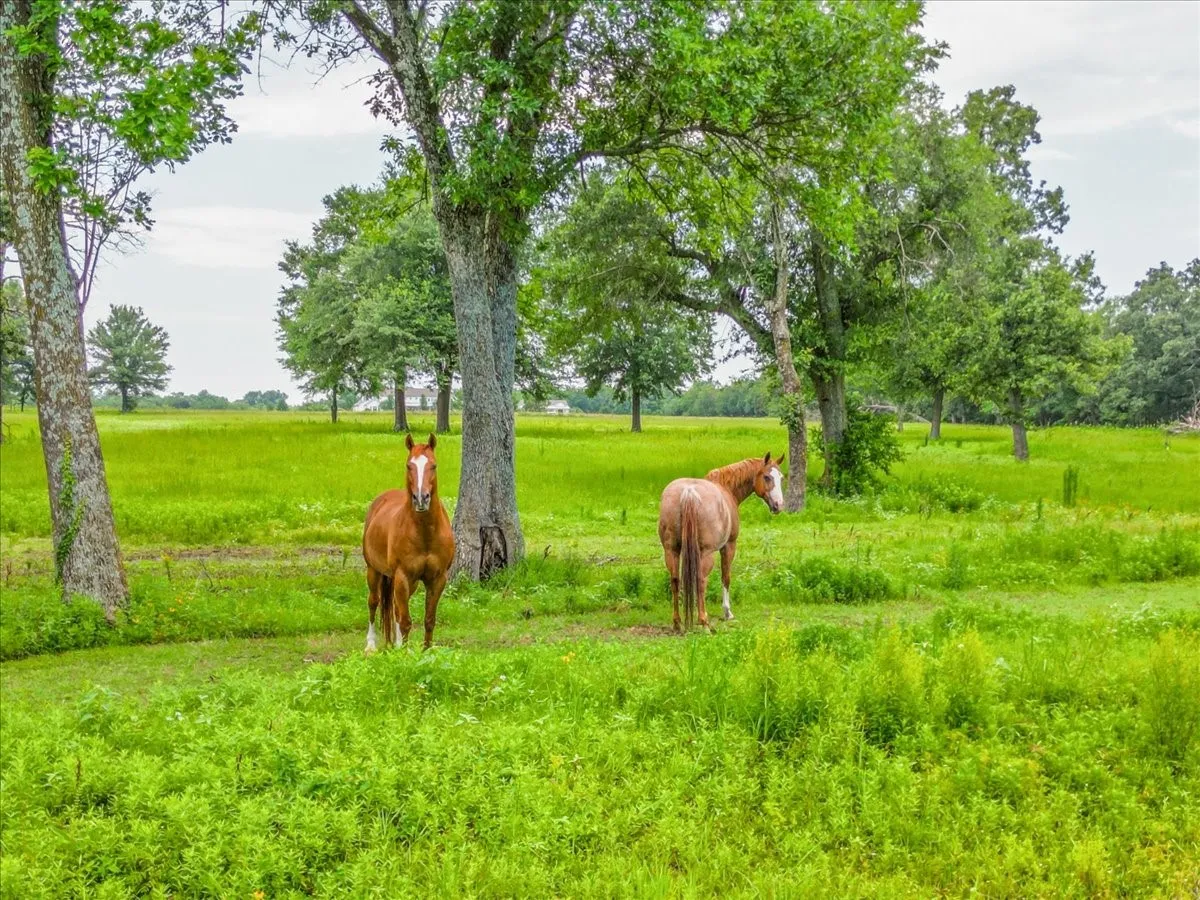 Farm For Sale in Hopkins County , 548 County Road 2301, Sulphur Springs, Texas 75482, 4 Bedroom, 5 Bathroom, 2 Garage spaces, 3,739 Sqft, built in 2012, mls#21311938, Real Estate Agent in Sulphur Springs, Homes For Sale in Hopkins county, Homes For Sale in Sulphur Springs, Realtor in Sulphur Springs Texas, Real Estate Brokerage Independent Realty Texas, Luminita Cordes Realtor