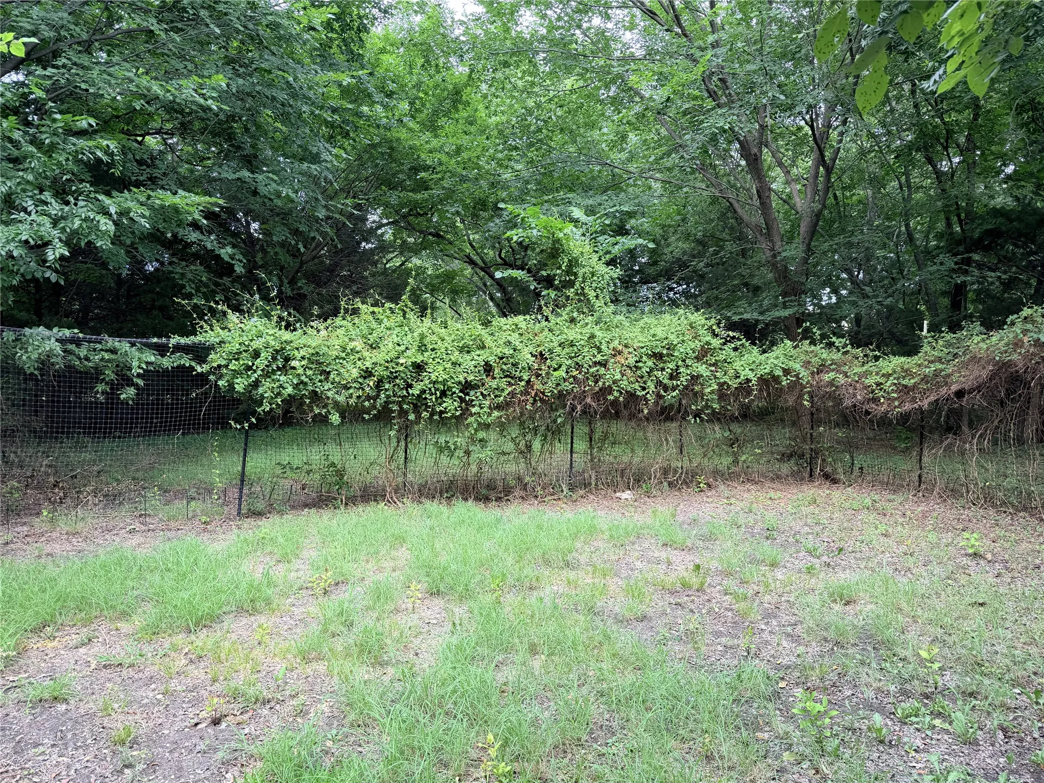 Fenced back yard utdoor area with mature trees and established greenery