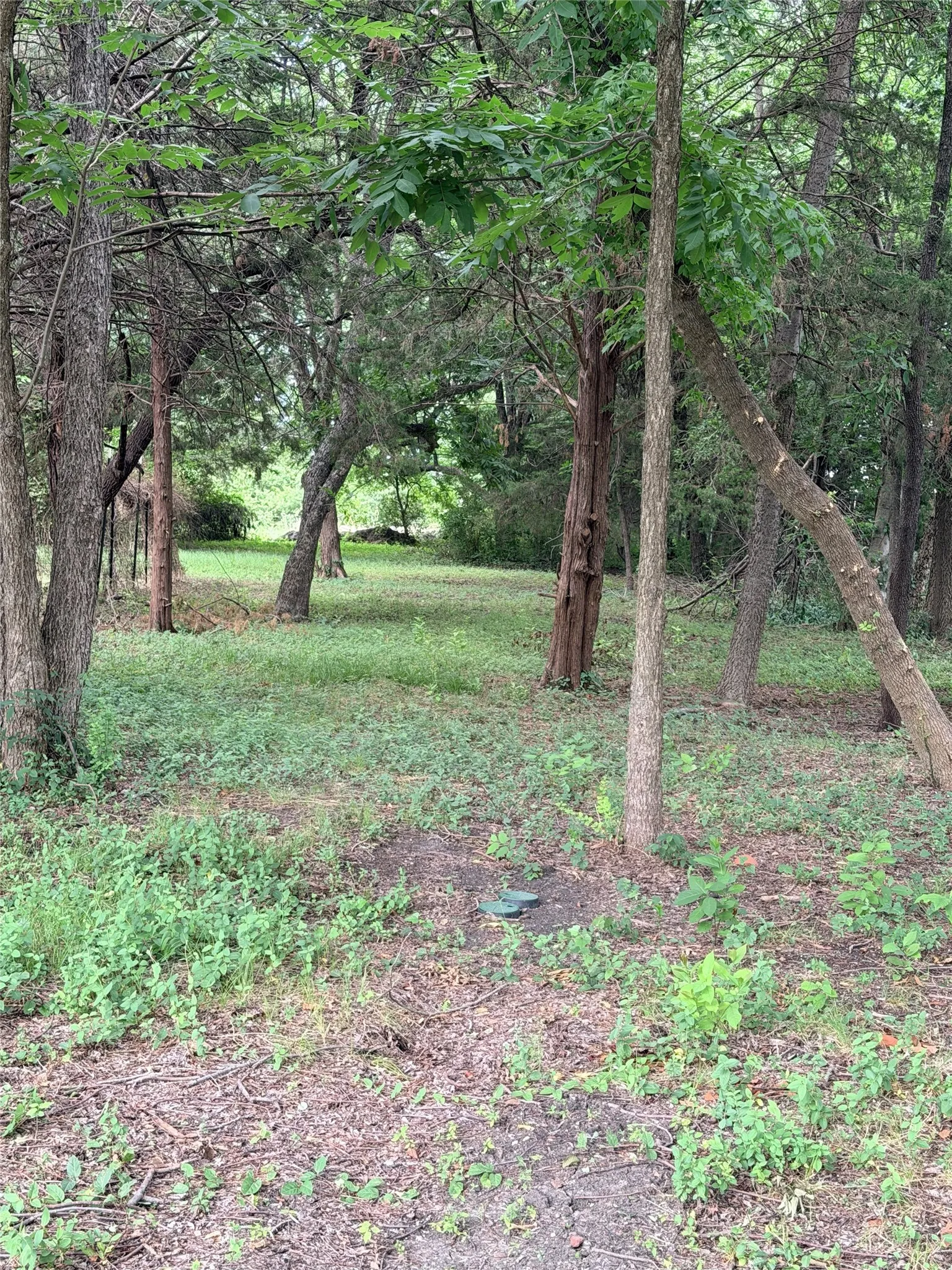 Wooded expanse featuring mature trees and natural ground cover