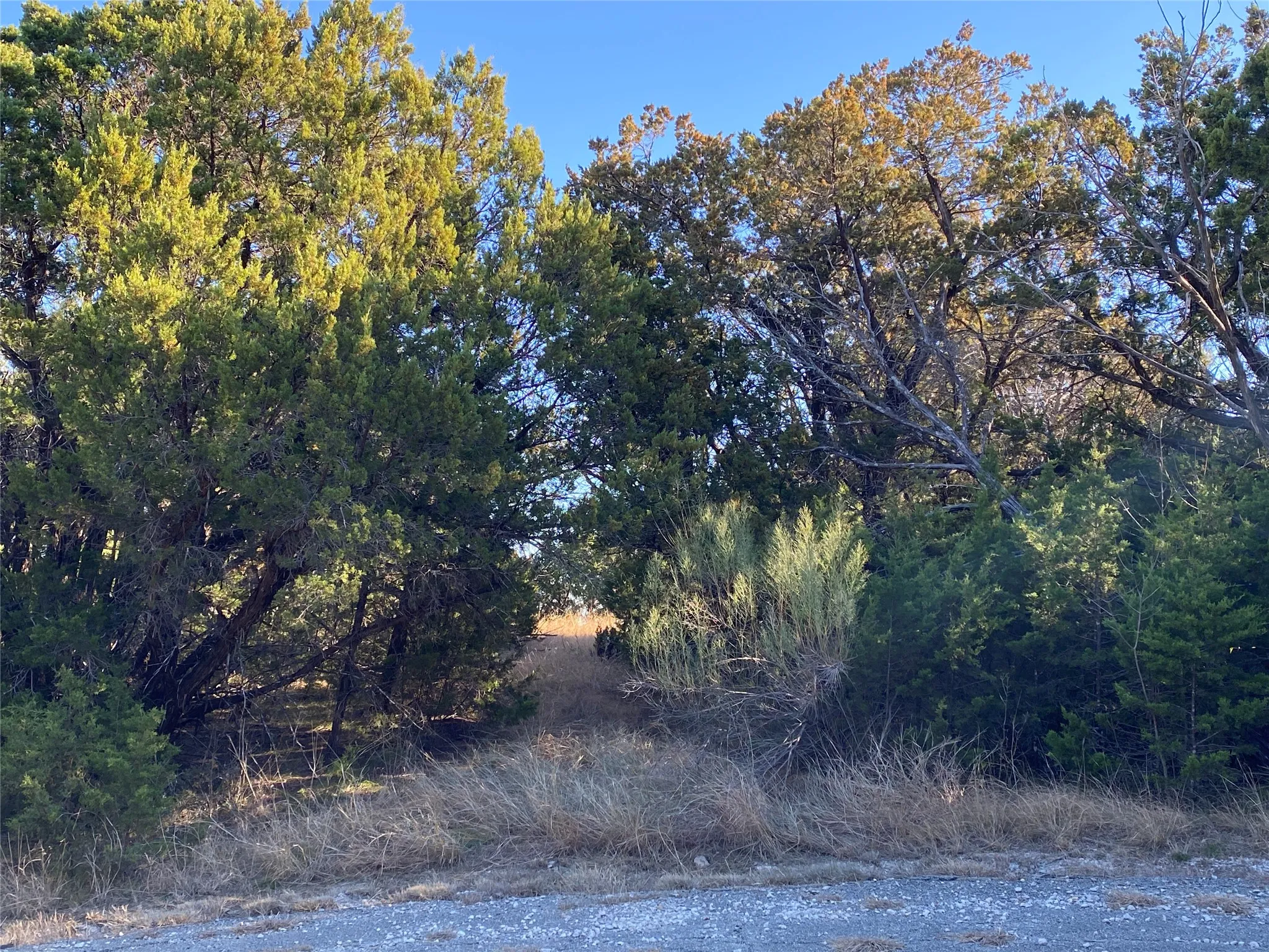 Many types of trees