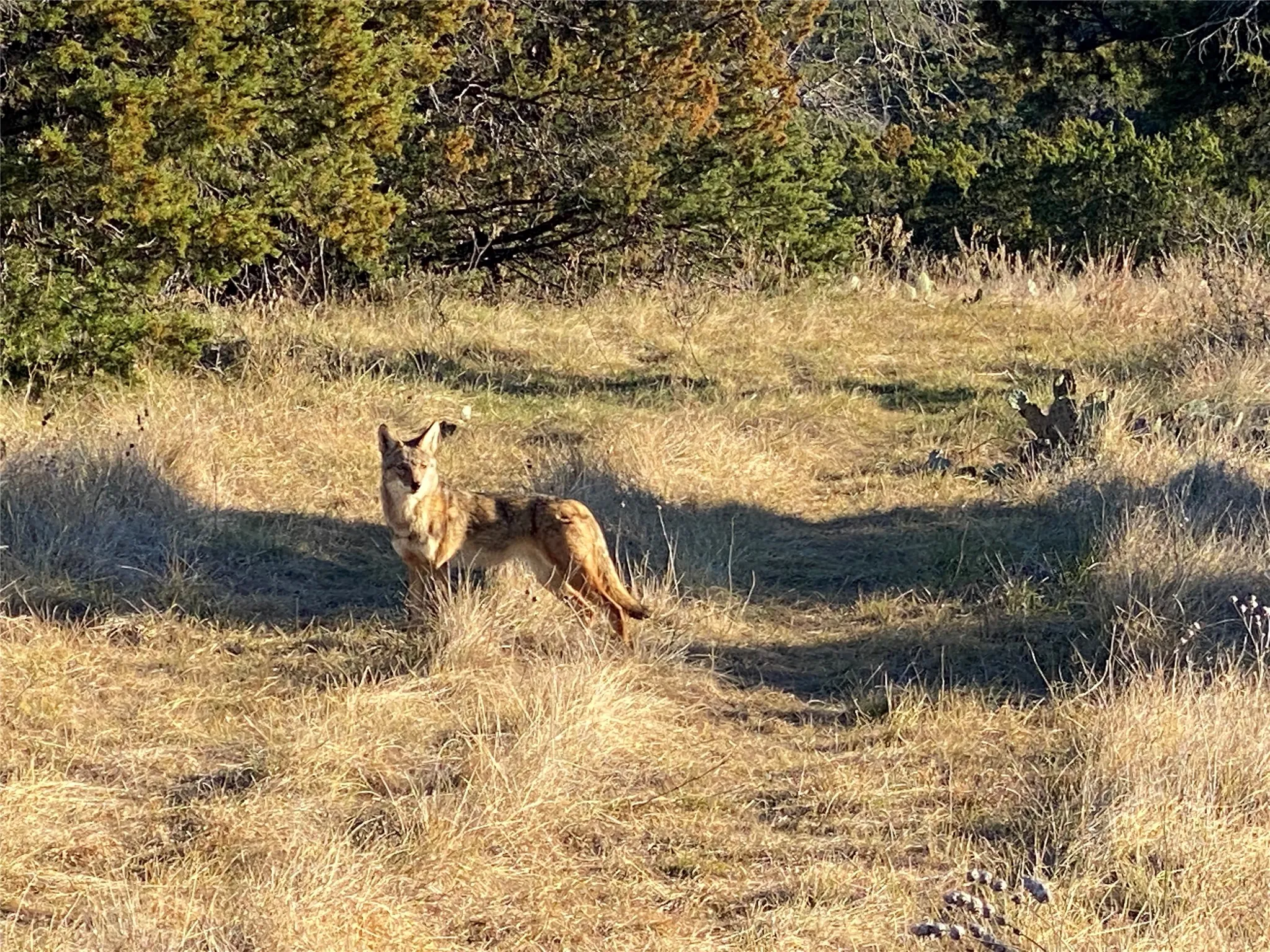 Coyote
