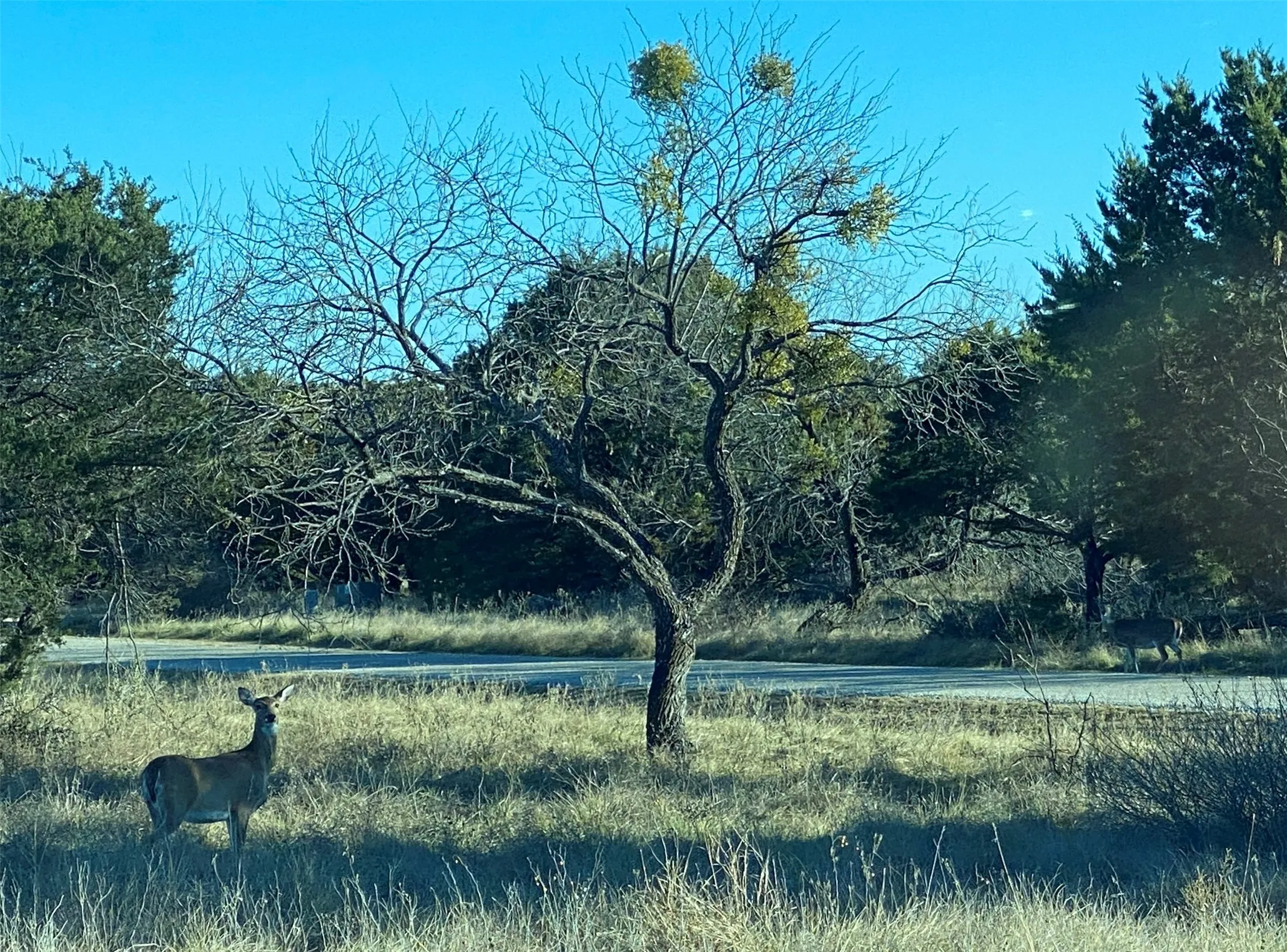Deer