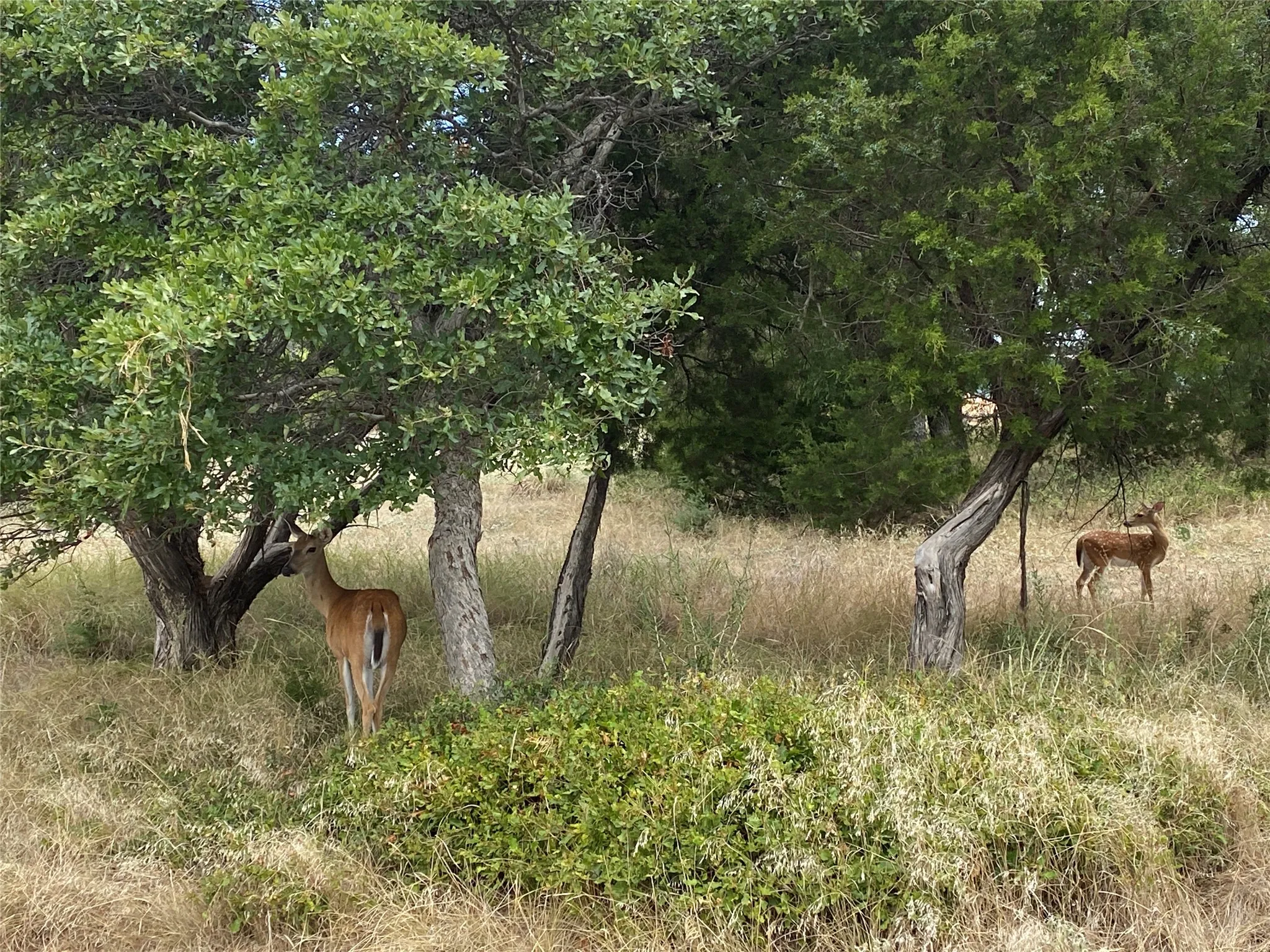 Deer