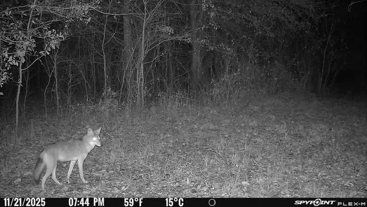 Coyote hunting is fun with long shots across the bottom pasture.