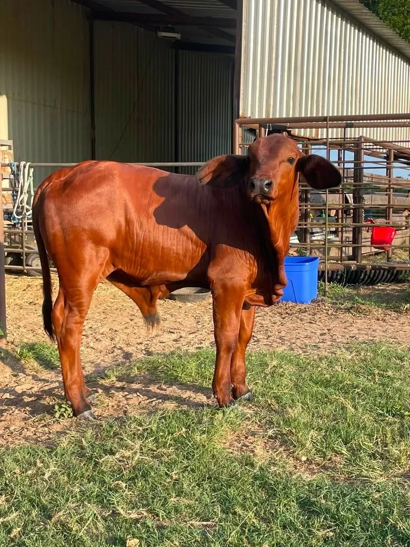 Bull "Little Hoss"