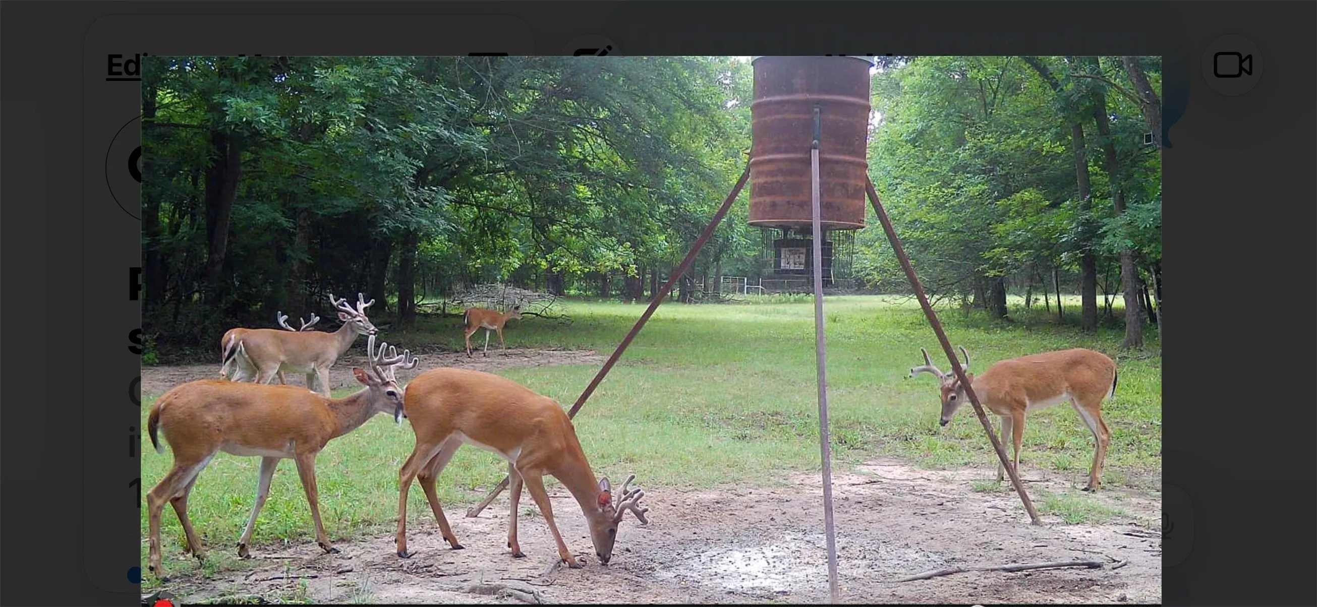 If you like to hunt there are plenty of White Tail deer.