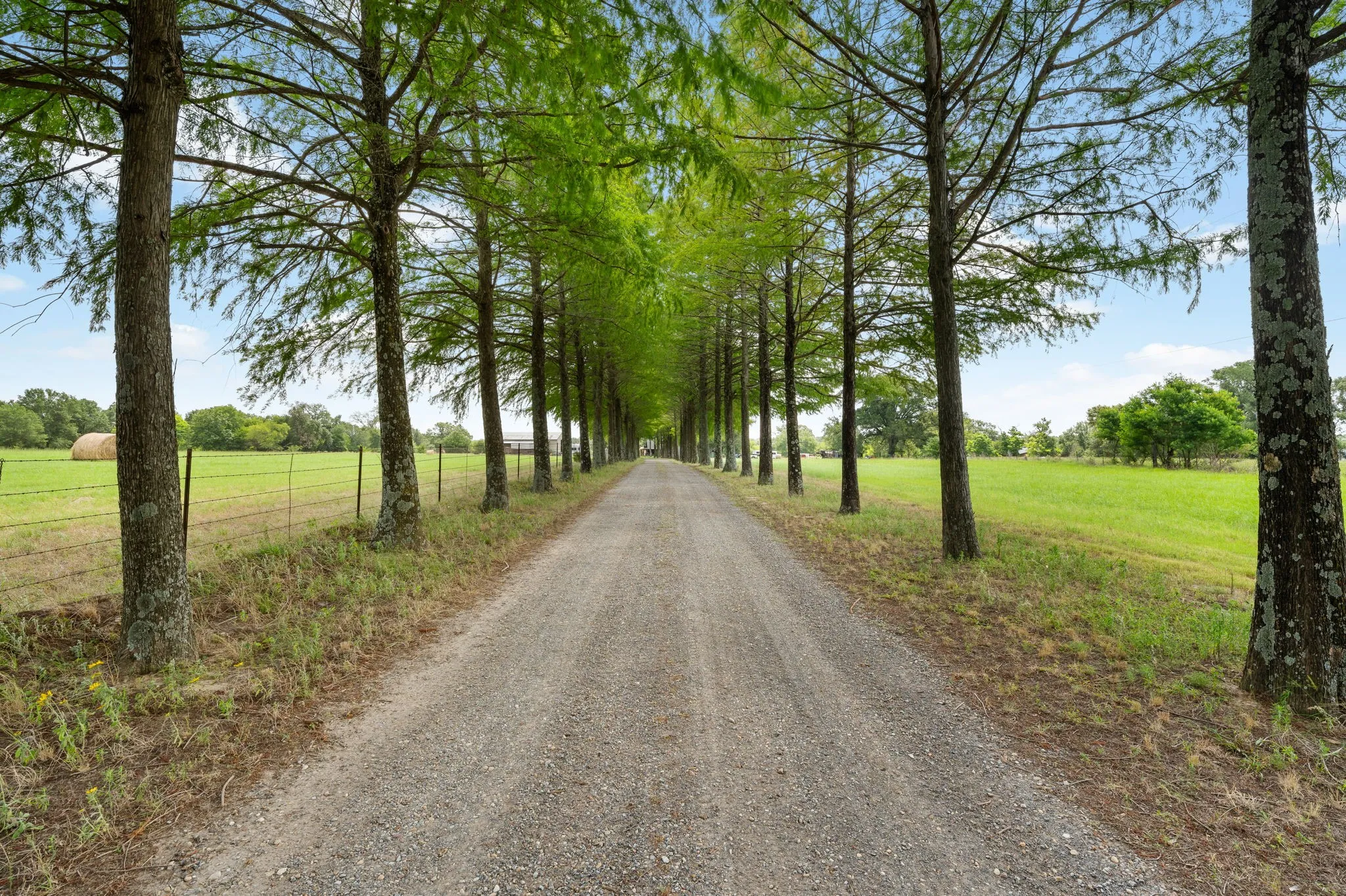 Gravel drive bordered by mature trees and expansive green fields, featuring a wire fence