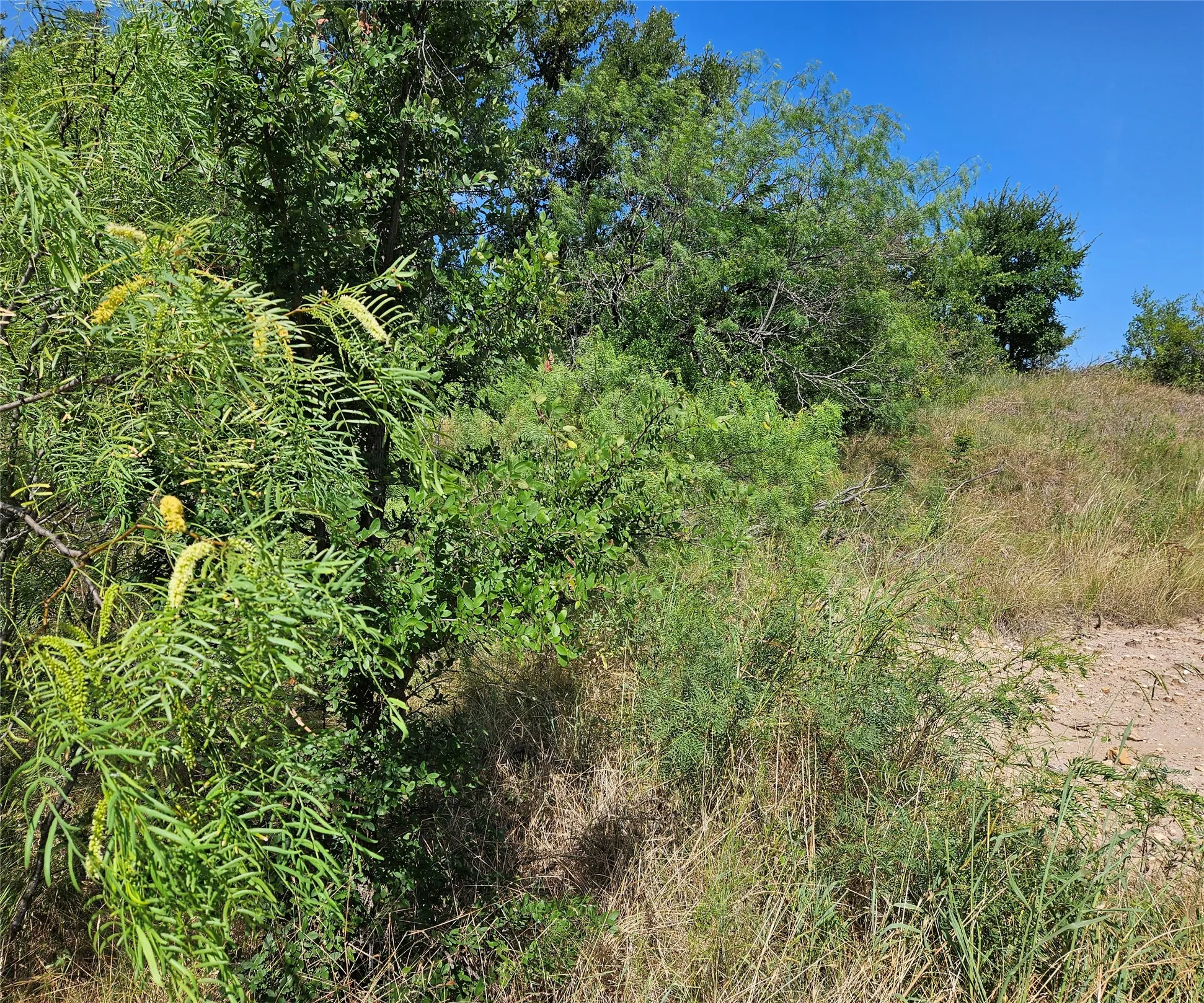 Natural landscape featuring varied green foliage and a clear blue sky