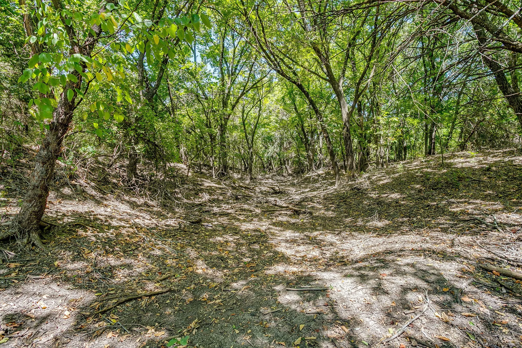 Wooded land featuring mature trees and natural ground cover