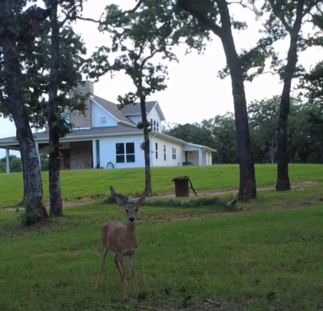 Property is home to much wildlife including baby deer that have been born here over the years and they don't scurry off when we go outside.