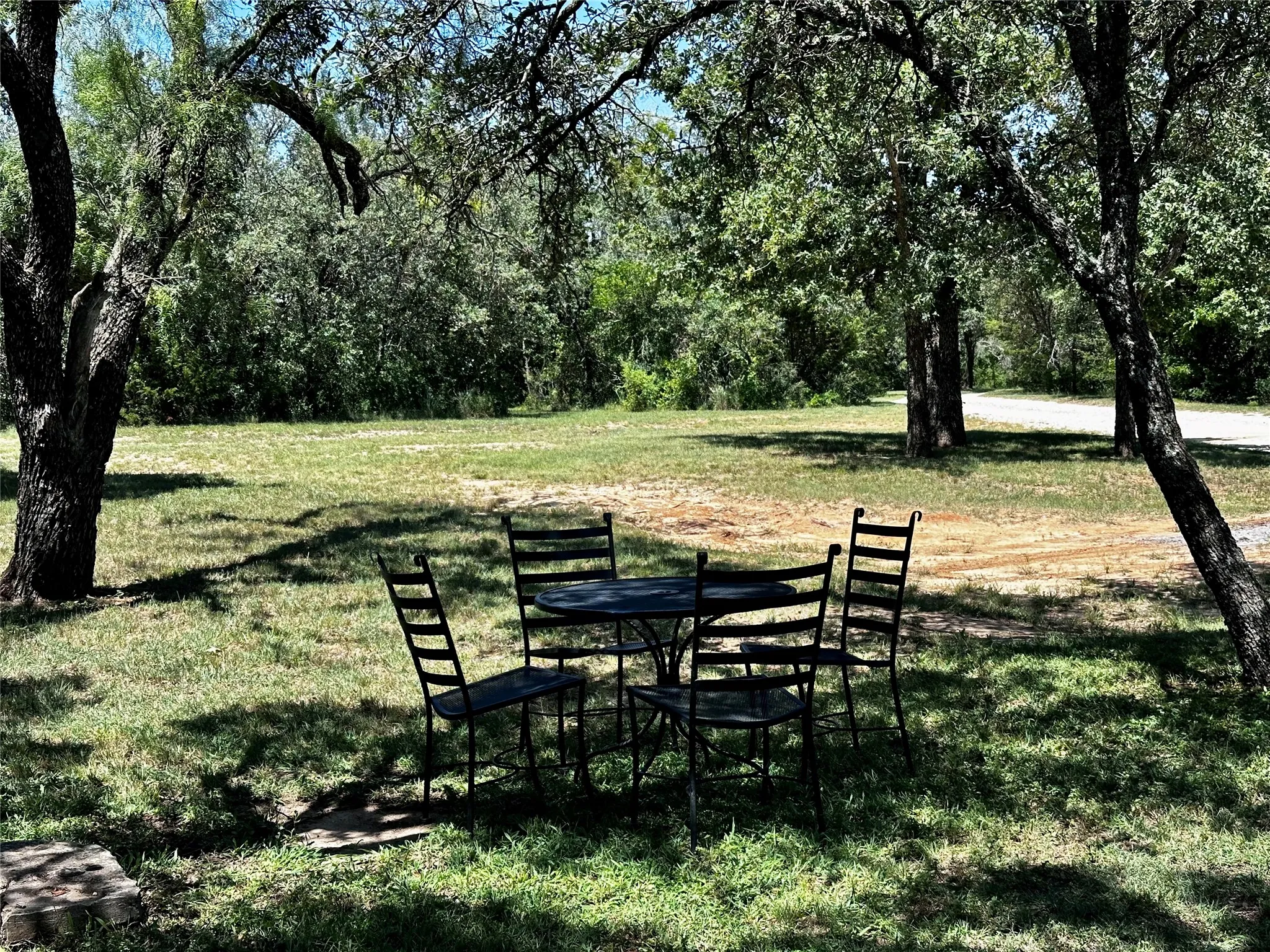 Canopy of trees in back yard