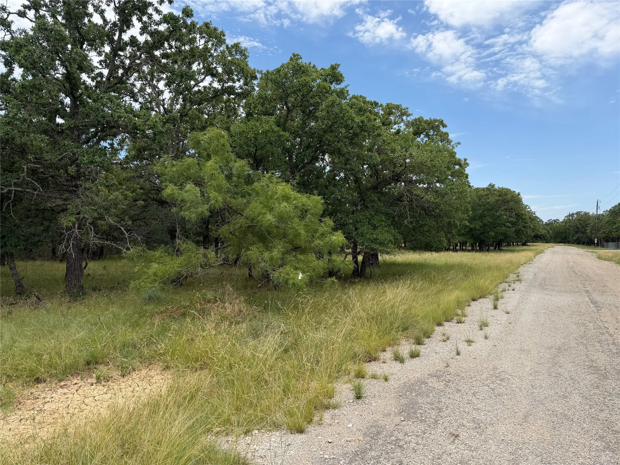 Expansive wooded lot featuring mature trees and natural ground cover