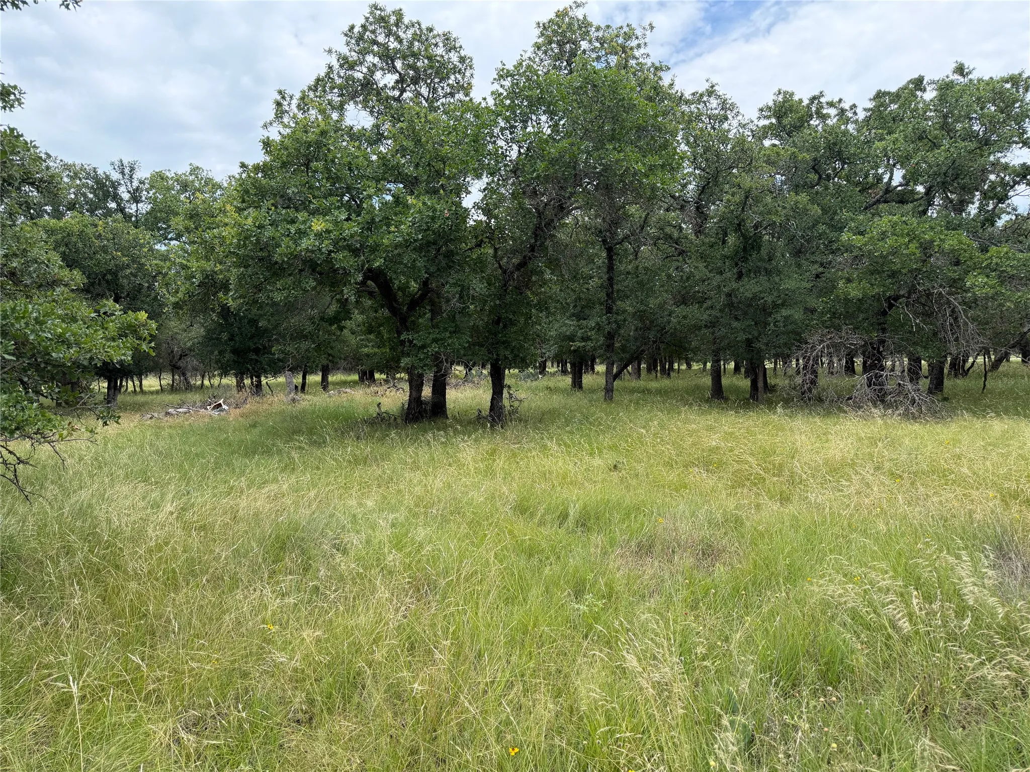 Grassy terrain featuring mature deciduous trees