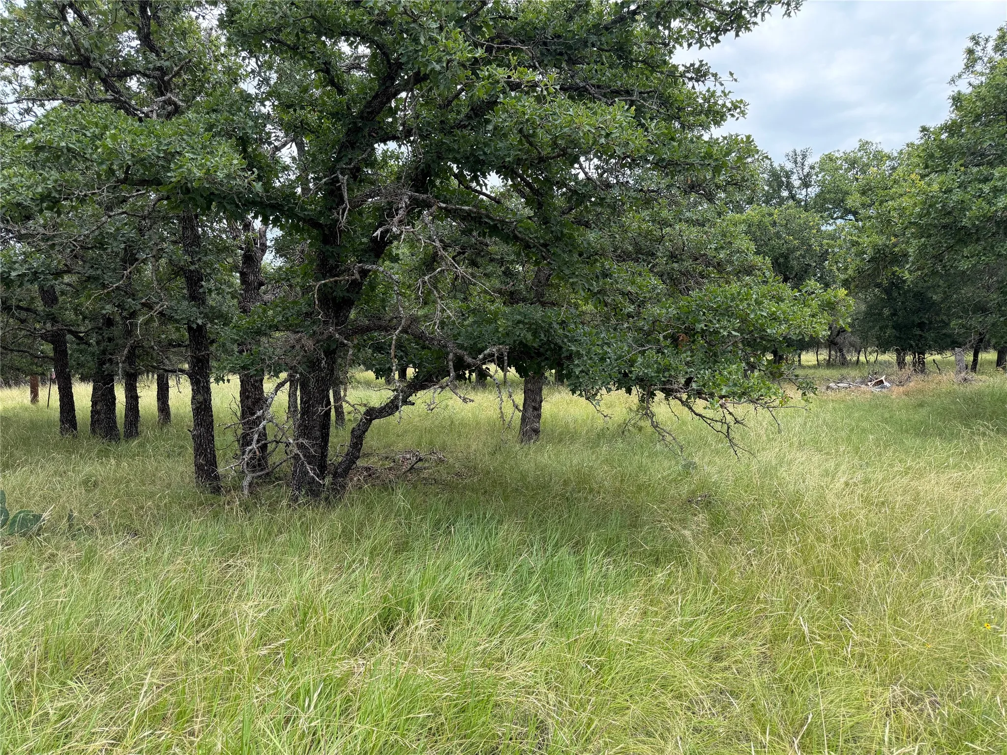 Mature trees providing natural shade