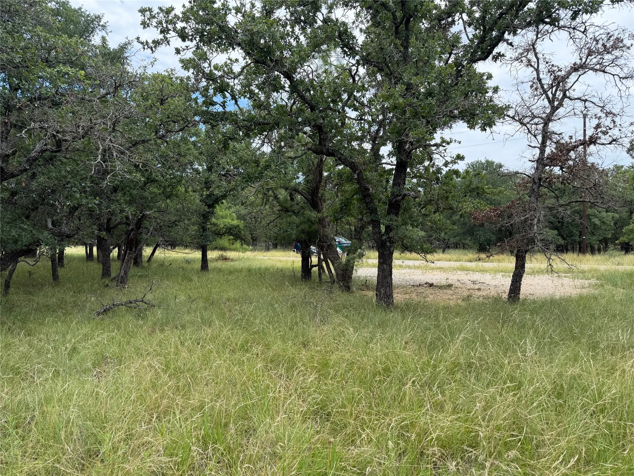 Mature trees with verdant foliage amidst natural grass, featuring a cleared patch of ground