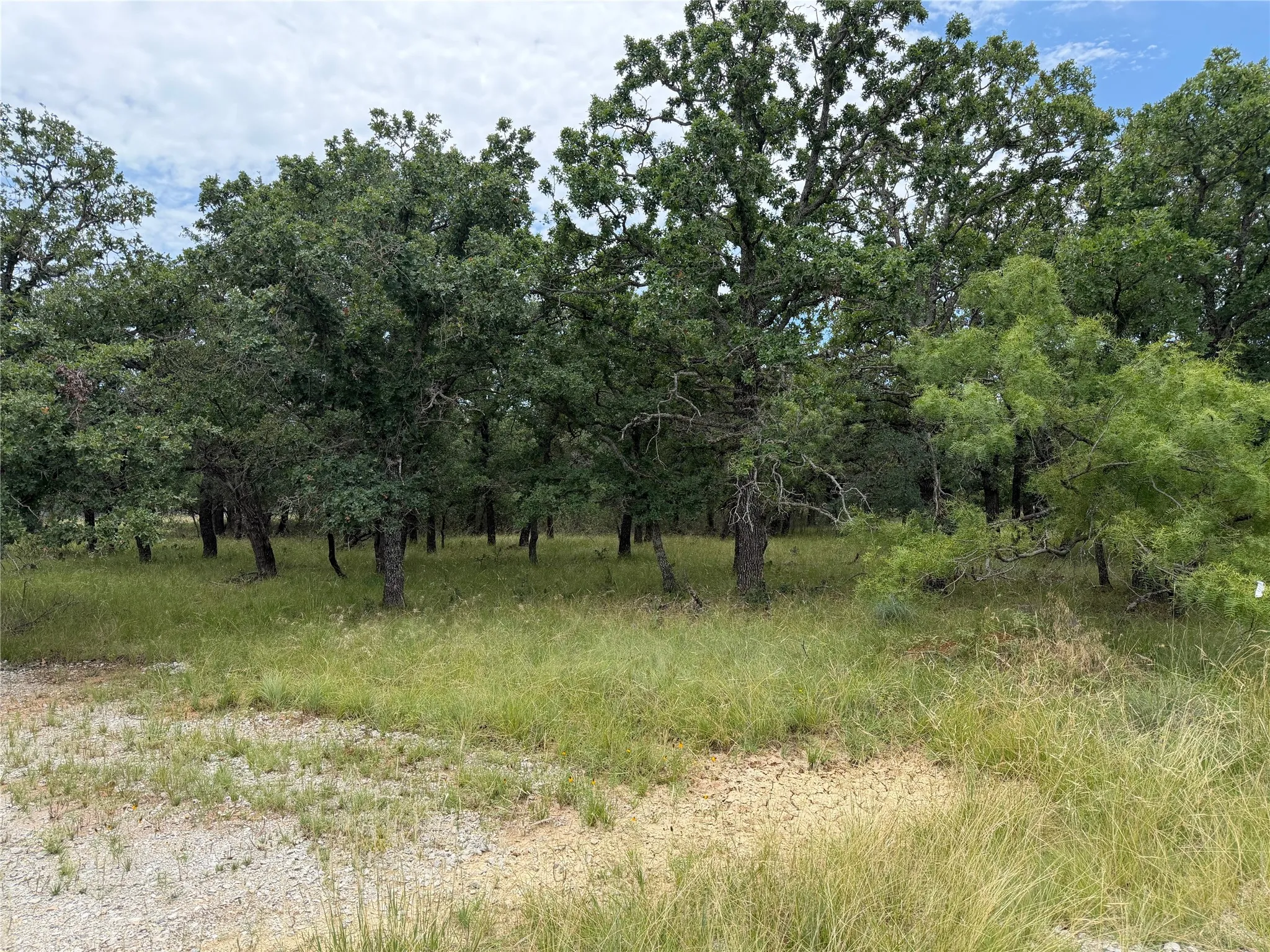 Wooded landscape featuring mature trees and natural ground cover