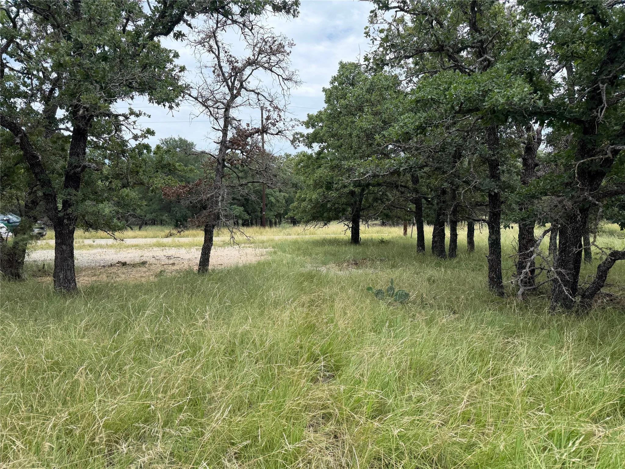 Expansive natural landscape featuring a mix of mature trees and open grassy areas