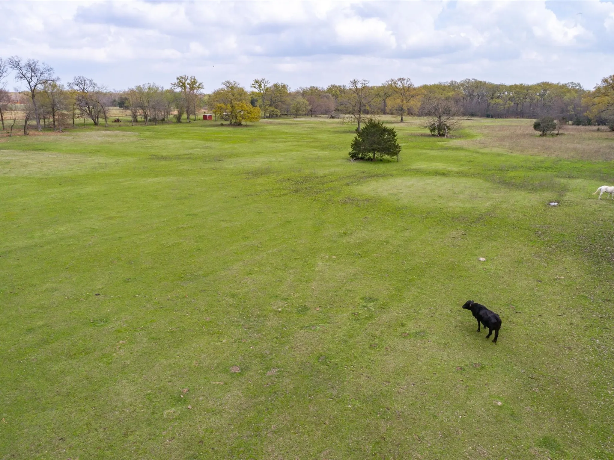 Unimproved Land For Sale in Wood County , 1940 County Road 1800, Yantis, Texas 75497, 0, 0, Garage spaces, 0 Sqft, built in 1983, mls#21310282, Real Estate Agent in Yantis, Homes For Sale in Wood county, Homes For Sale in Yantis, Realtor in Yantis Texas, Real Estate Brokerage Independent Realty Texas, Luminita Cordes Realtor