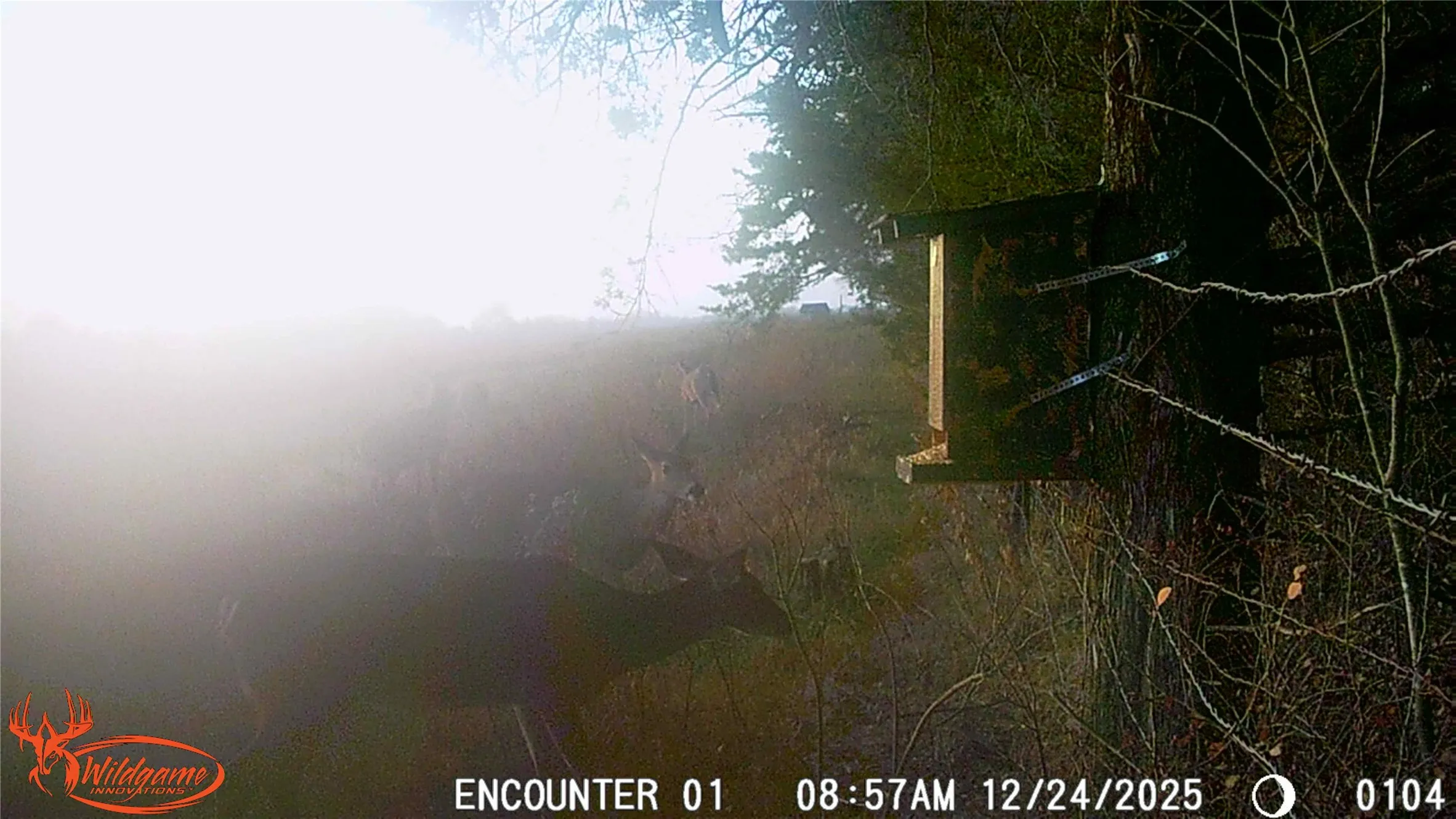 Wildlife on property