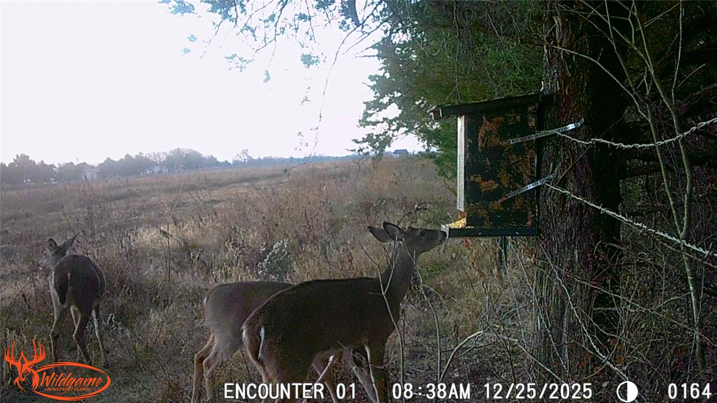 Wildlife on property