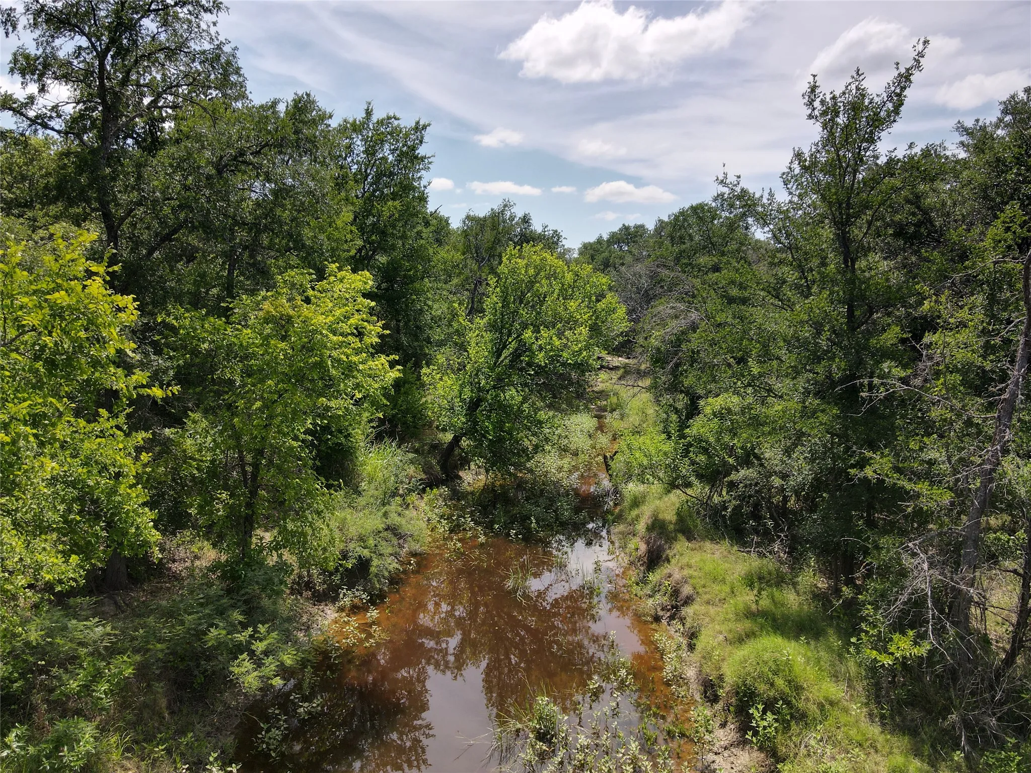 Natural stream bed with surrounding mature trees and dense vegetation