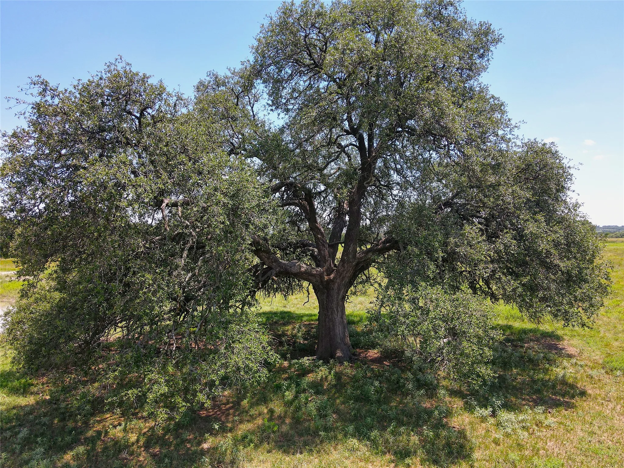 Mature hardwood tree featuring a substantial trunk, dense green foliage, and spreading canopy