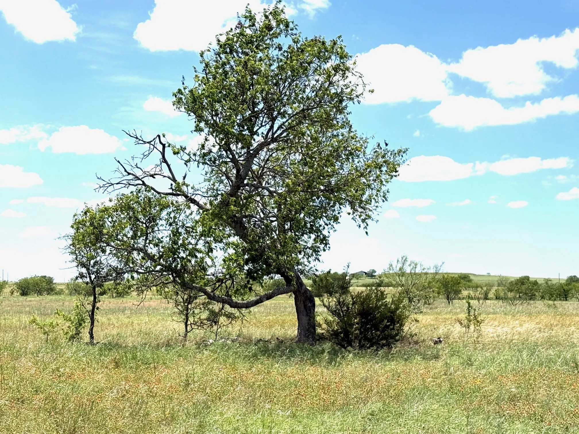 Unimproved Land For Sale in Hamilton County , Lot 30 PR 4311, Jonesboro, Texas 76538, 0, 0, Garage spaces, 0 Sqft, built in 0, Price $74,900, mls#21315922, Real Estate Agent in Jonesboro, Homes For Sale in Hamilton county, Homes For Sale in Jonesboro, Realtor in Jonesboro Texas, Real Estate Brokerage Independent Realty Texas, Luminita Cordes Realtor