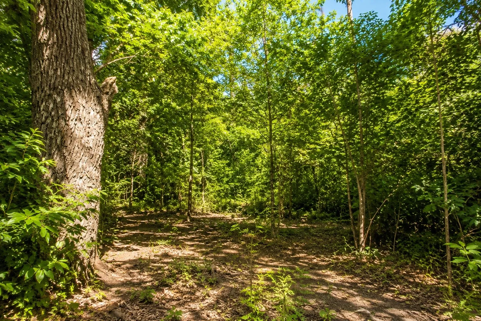 Wooded lot featuring mature trees and dappled sunlight