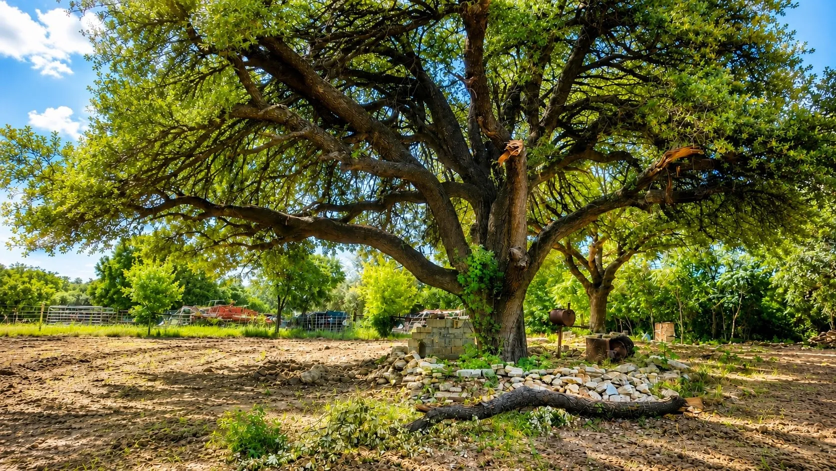 Expansive natural landscape featuring a prominent mature tree with a broad canopy