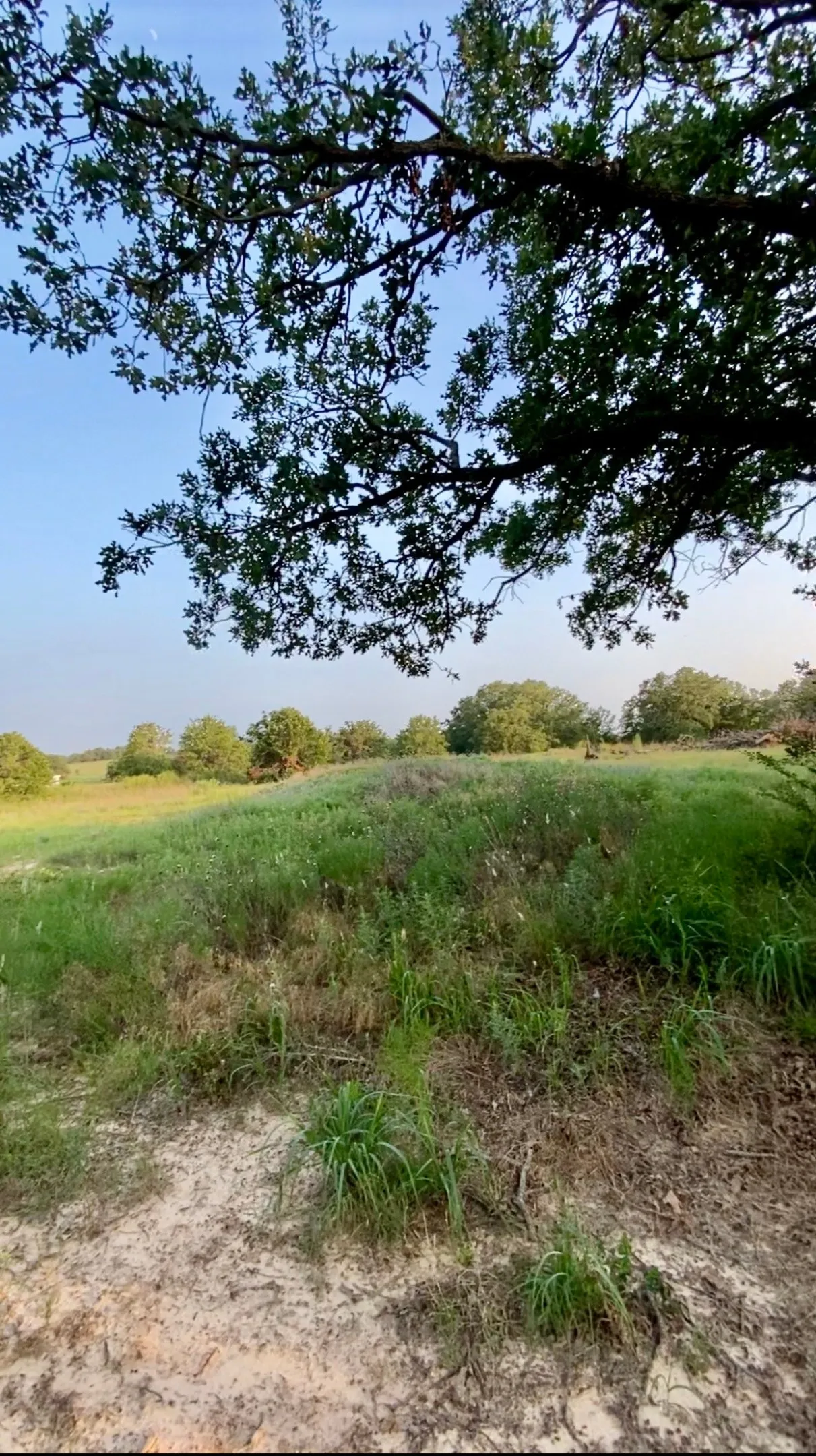 View of the Land from behind the house.