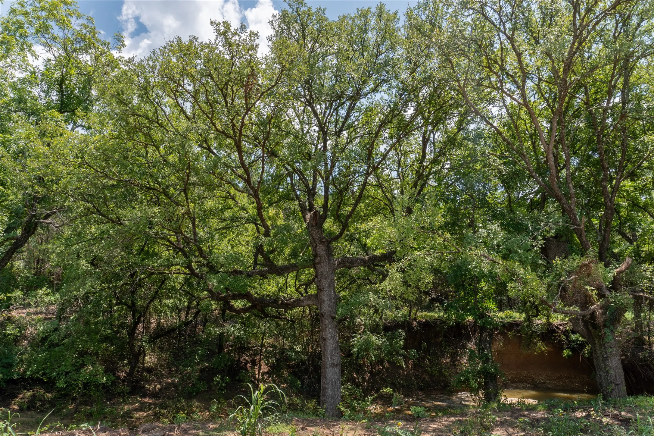 Unimproved Land For Sale in Hood County , 1030 Shiloh Vista Lane, Tolar, Texas 76476, 0, 0, Garage spaces, 0 Sqft, built in 0, mls#21316153, Real Estate Agent in Tolar, Homes For Sale in Hood county, Homes For Sale in Tolar, Realtor in Tolar Texas, Real Estate Brokerage Independent Realty Texas, Luminita Cordes Realtor