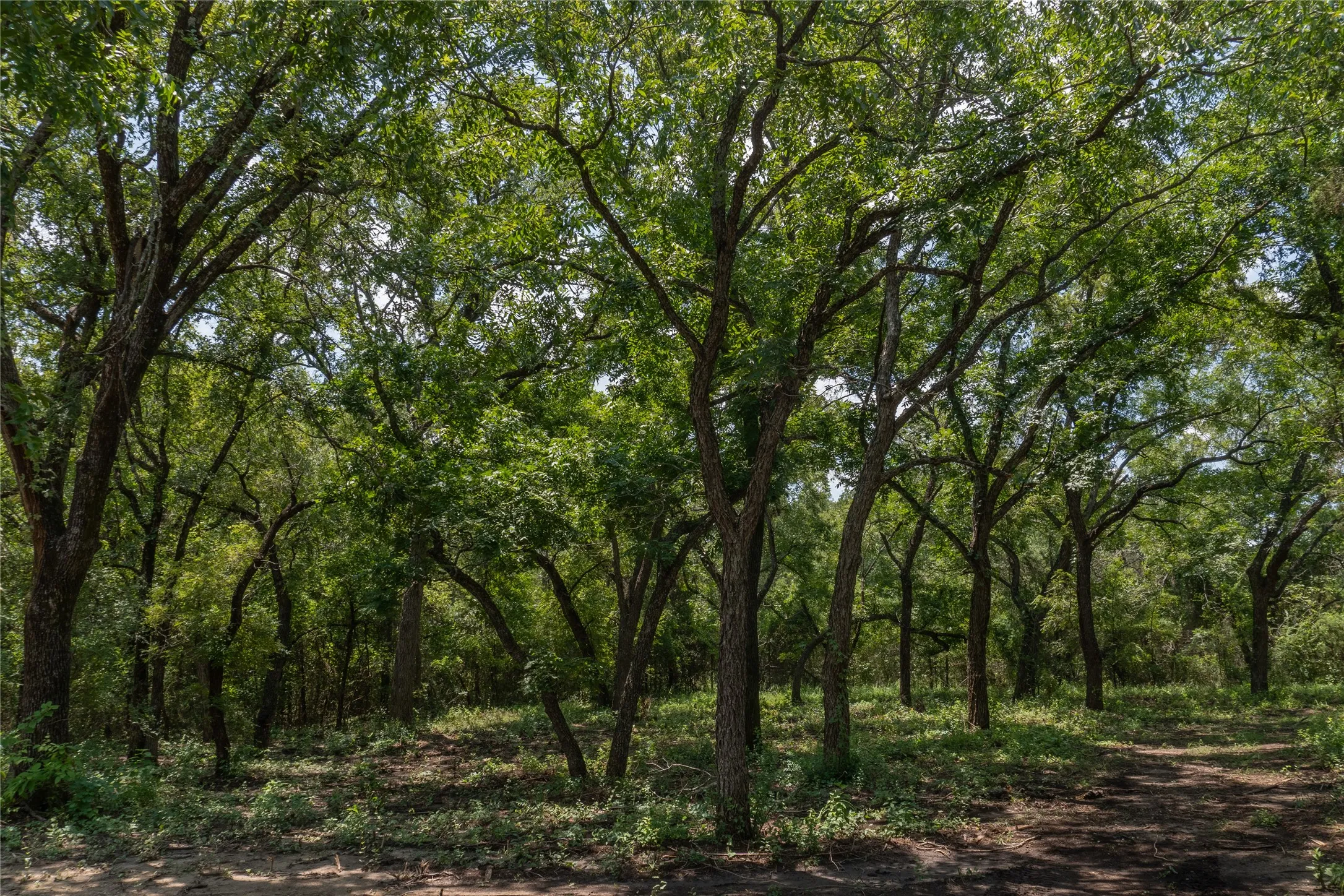 Unimproved Land For Sale in Hood County , 1030 Shiloh Vista Lane, Tolar, Texas 76476, 0, 0, Garage spaces, 0 Sqft, built in 0, mls#21316153, Real Estate Agent in Tolar, Homes For Sale in Hood county, Homes For Sale in Tolar, Realtor in Tolar Texas, Real Estate Brokerage Independent Realty Texas, Luminita Cordes Realtor
