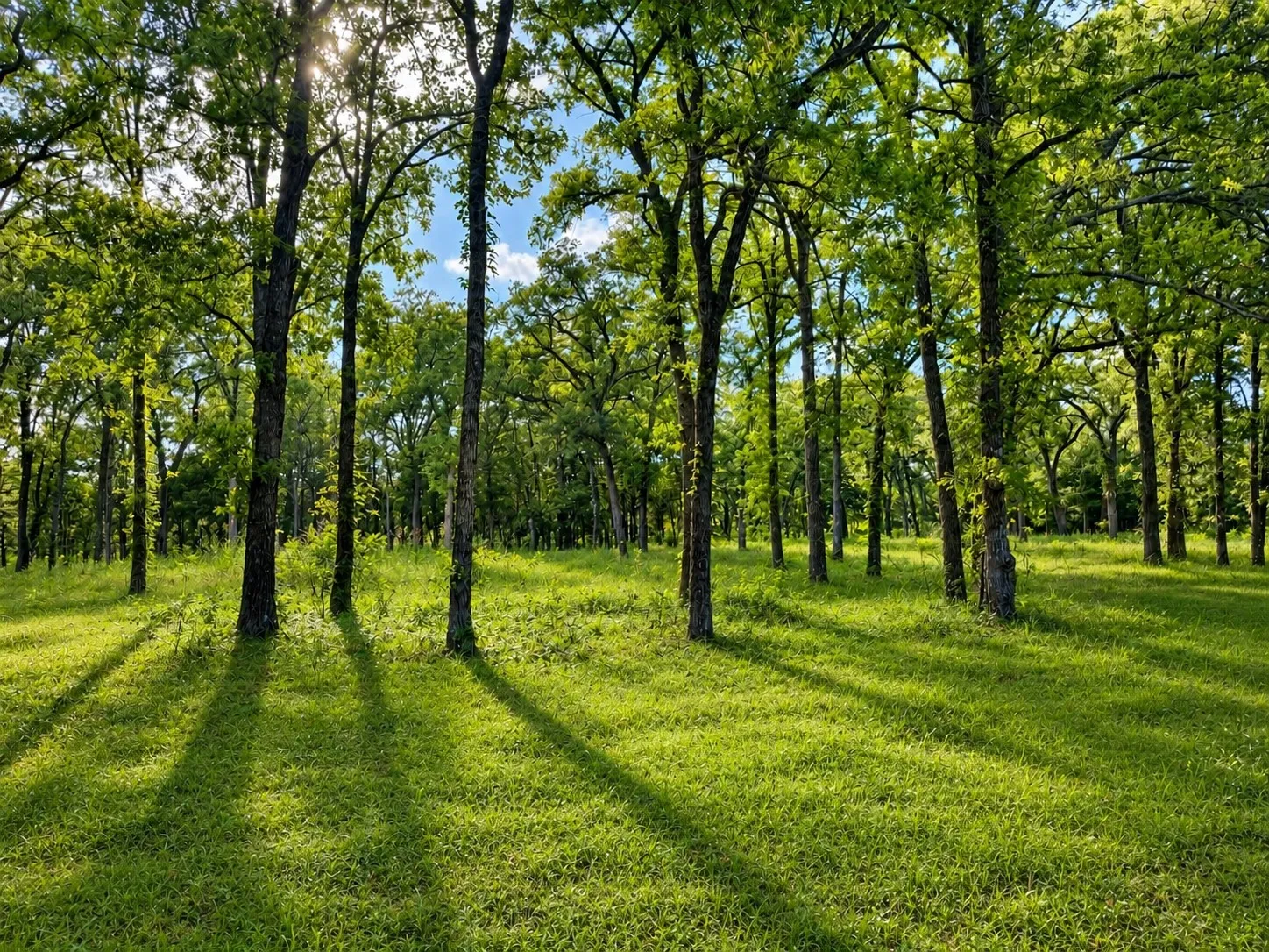 Unimproved Land For Sale in Rains County , TBD County Road 1503, Point, Texas 75472, 0, 0, Garage spaces, 0 Sqft, built in 0, Price $115,000, mls#21316367, Real Estate Agent in Point, Homes For Sale in Rains county, Homes For Sale in Point, Realtor in Point Texas, Real Estate Brokerage Independent Realty Texas, Luminita Cordes Realtor