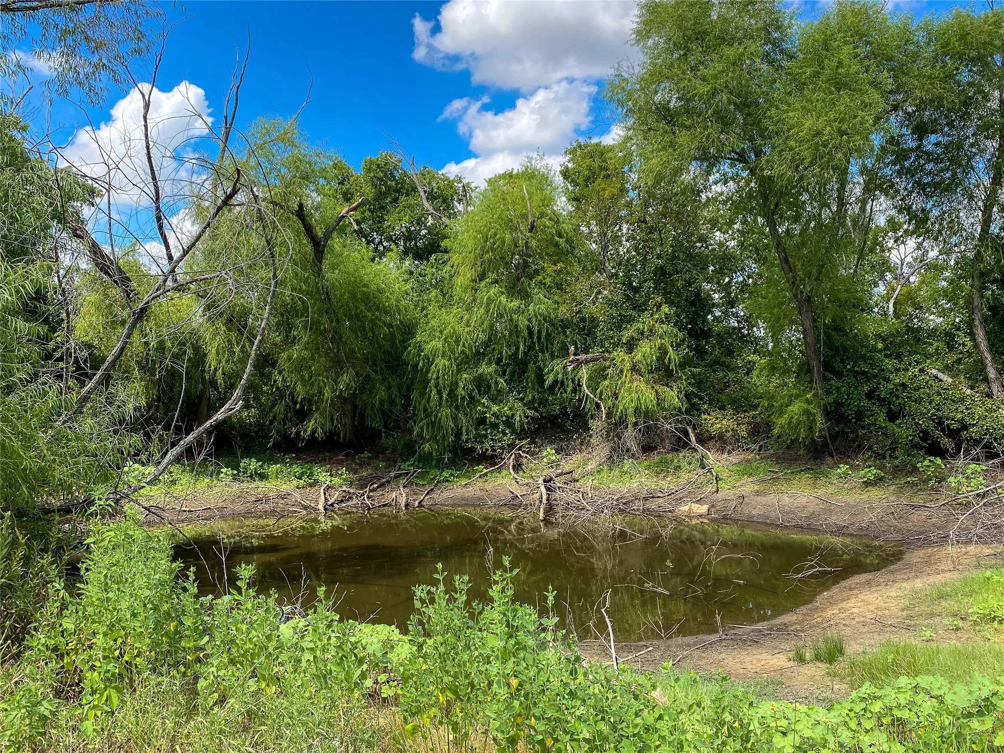 Pond #1